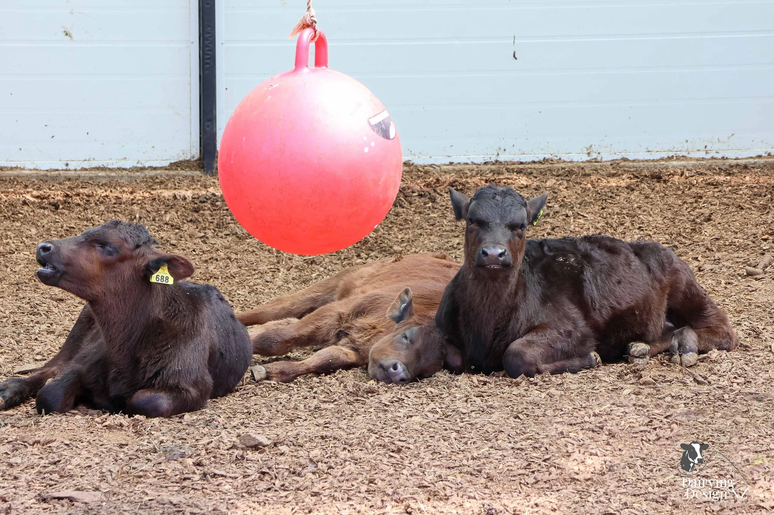  Waikato Calf barn development designed for calf health built by Broomfield Construction, Electrical work by Laser Electrical Putaruru, Robotic Calf Feeders by Pratt Milking Machines (PML), Earthworks by WR Mankelow, Calf Feed by Maxum Food, project 