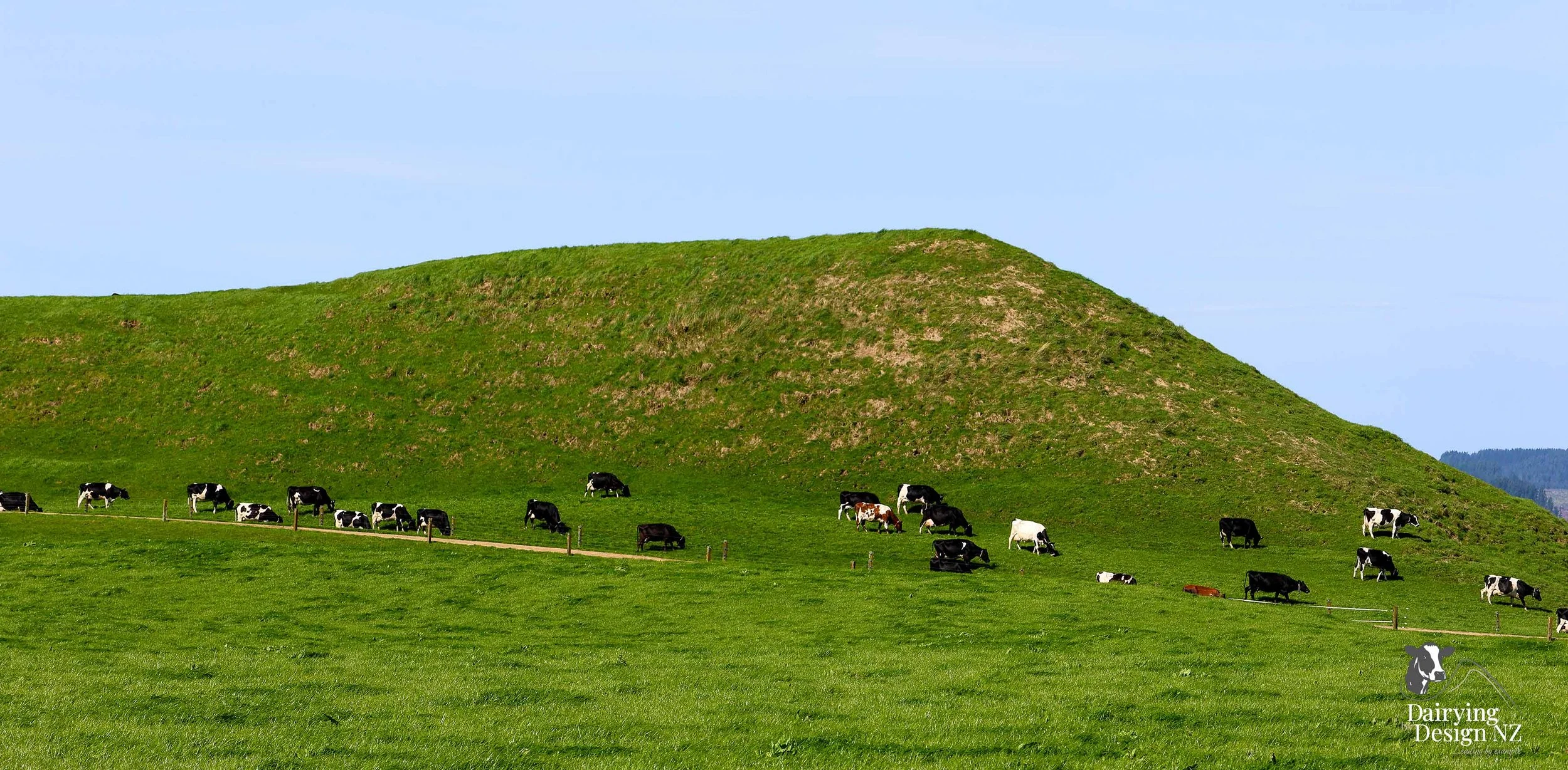  Waikato Calf barn development designed for calf health built by Broomfield Construction, Electrical work by Laser Electrical Putaruru, Robotic Calf Feeders by Pratt Milking Machines (PML), Earthworks by WR Mankelow, Calf Feed by Maxum Food, project 