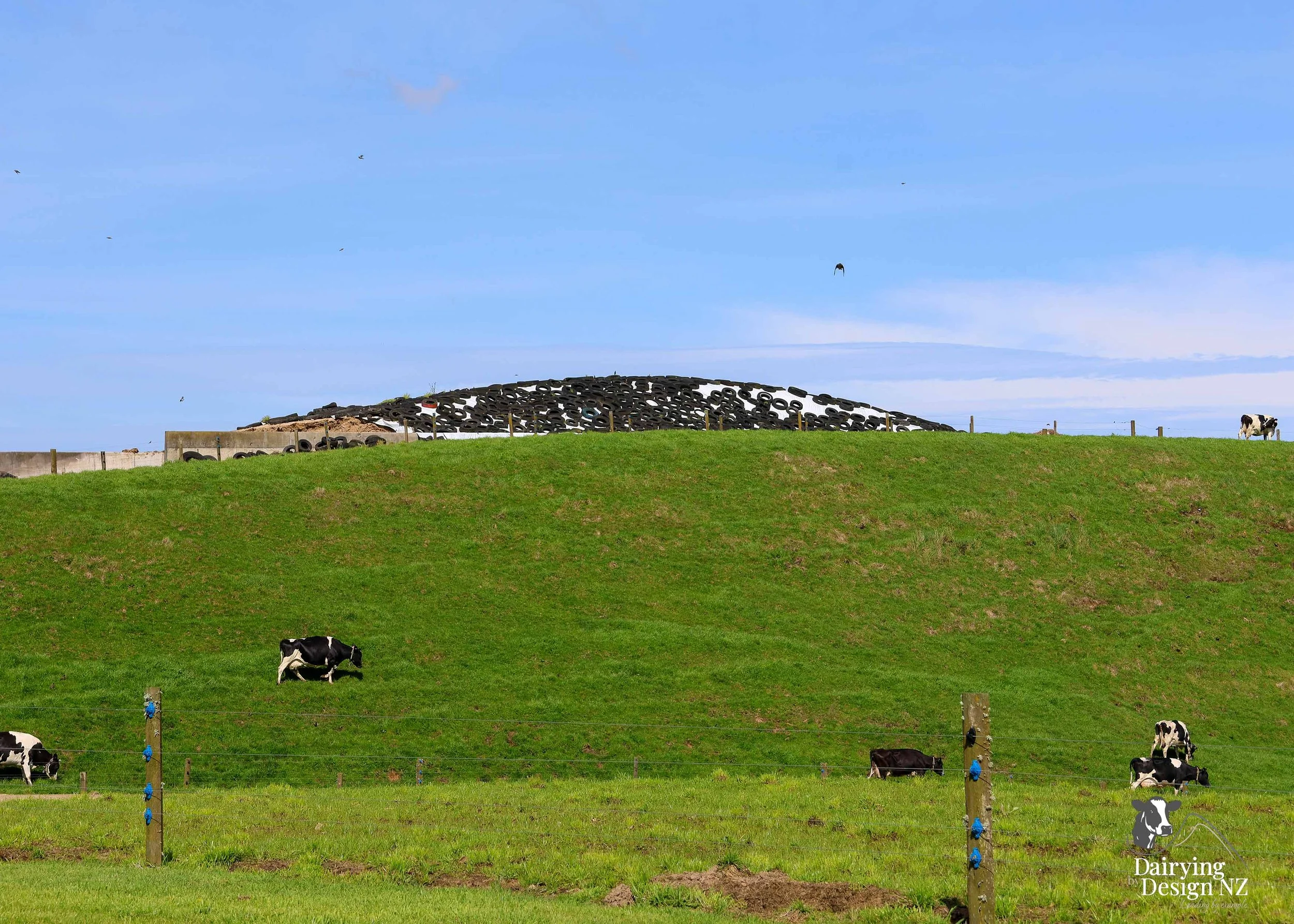  Waikato Calf barn development designed for calf health built by Broomfield Construction, Electrical work by Laser Electrical Putaruru, Robotic Calf Feeders by Pratt Milking Machines (PML), Earthworks by WR Mankelow, Calf Feed by Maxum Food, project 