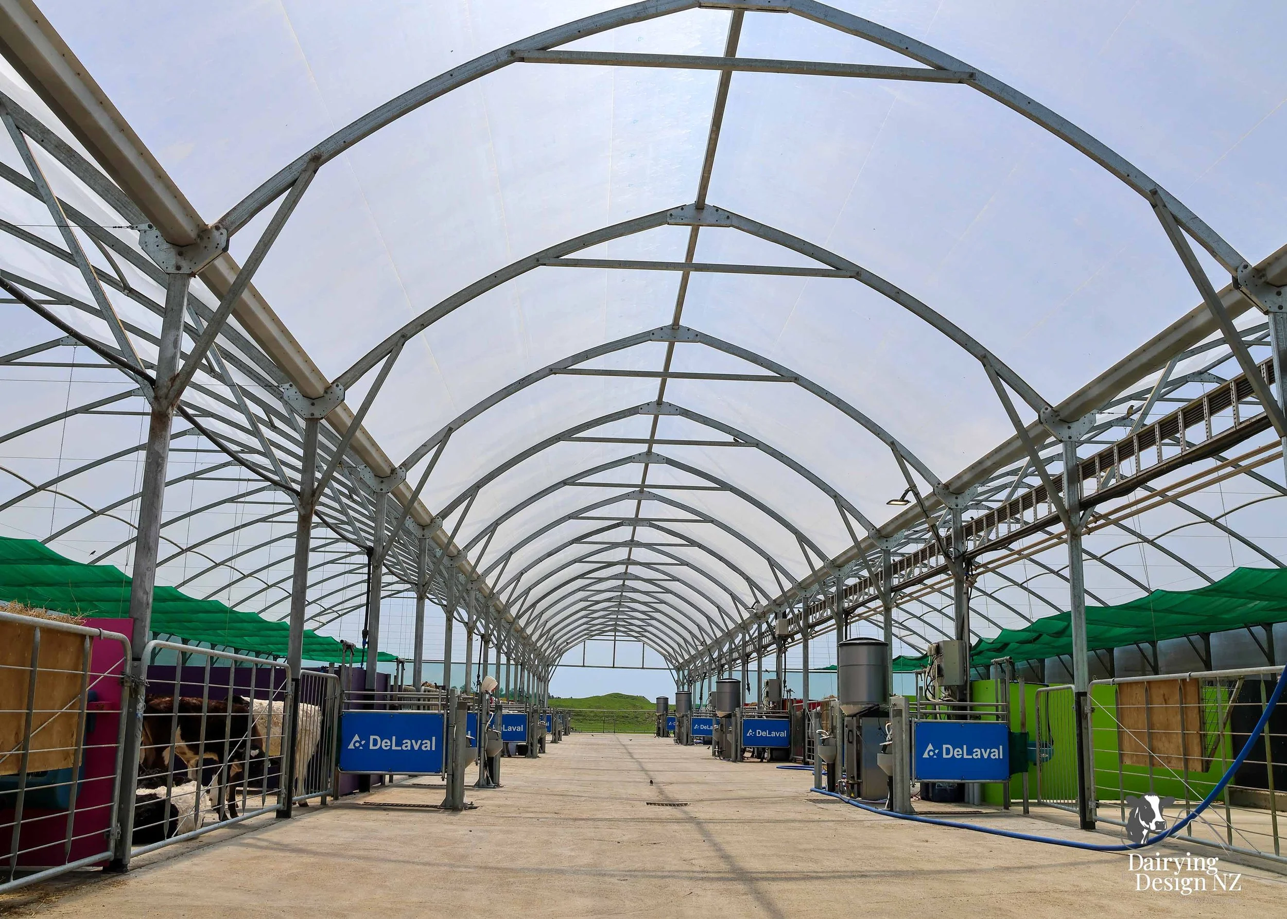  Waikato Calf barn development designed for calf health built by Broomfield Construction, Electrical work by Laser Electrical Putaruru, Robotic Calf Feeders by Pratt Milking Machines (PML), Earthworks by WR Mankelow, Calf Feed by Maxum Food, project 