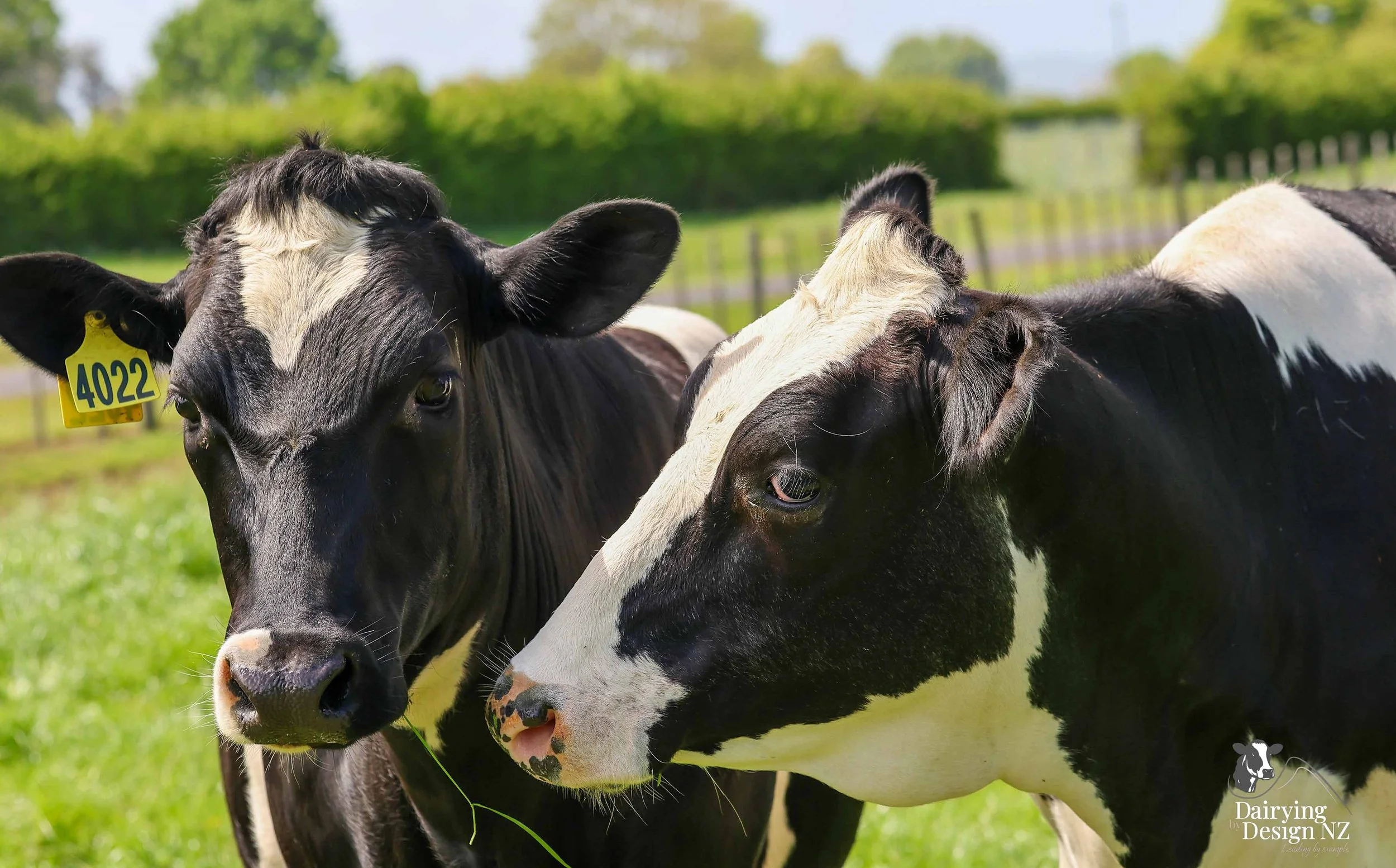 KAIPAKI_2DryHeifer.jpg