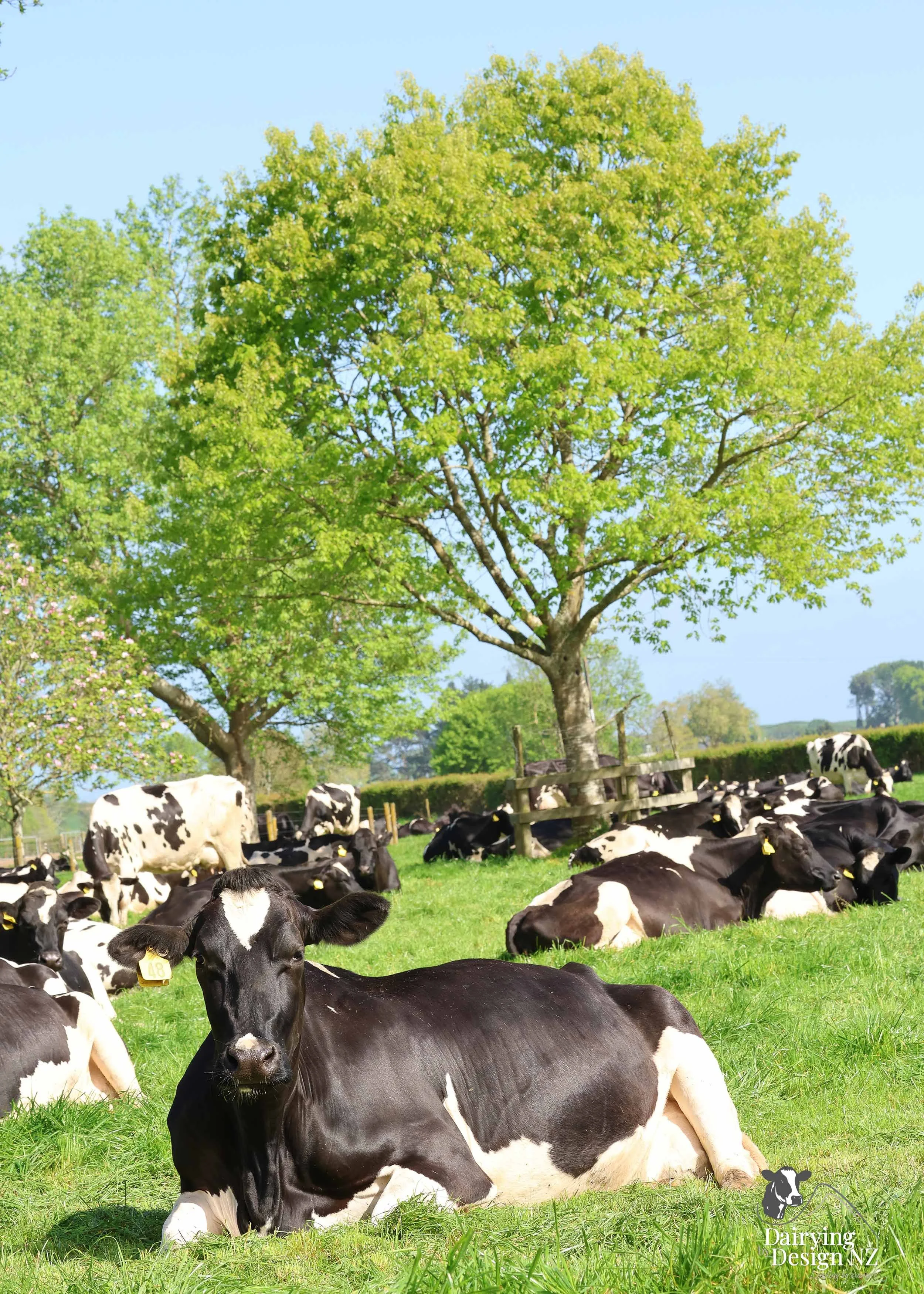 KAIPAKI_Cow.jpg