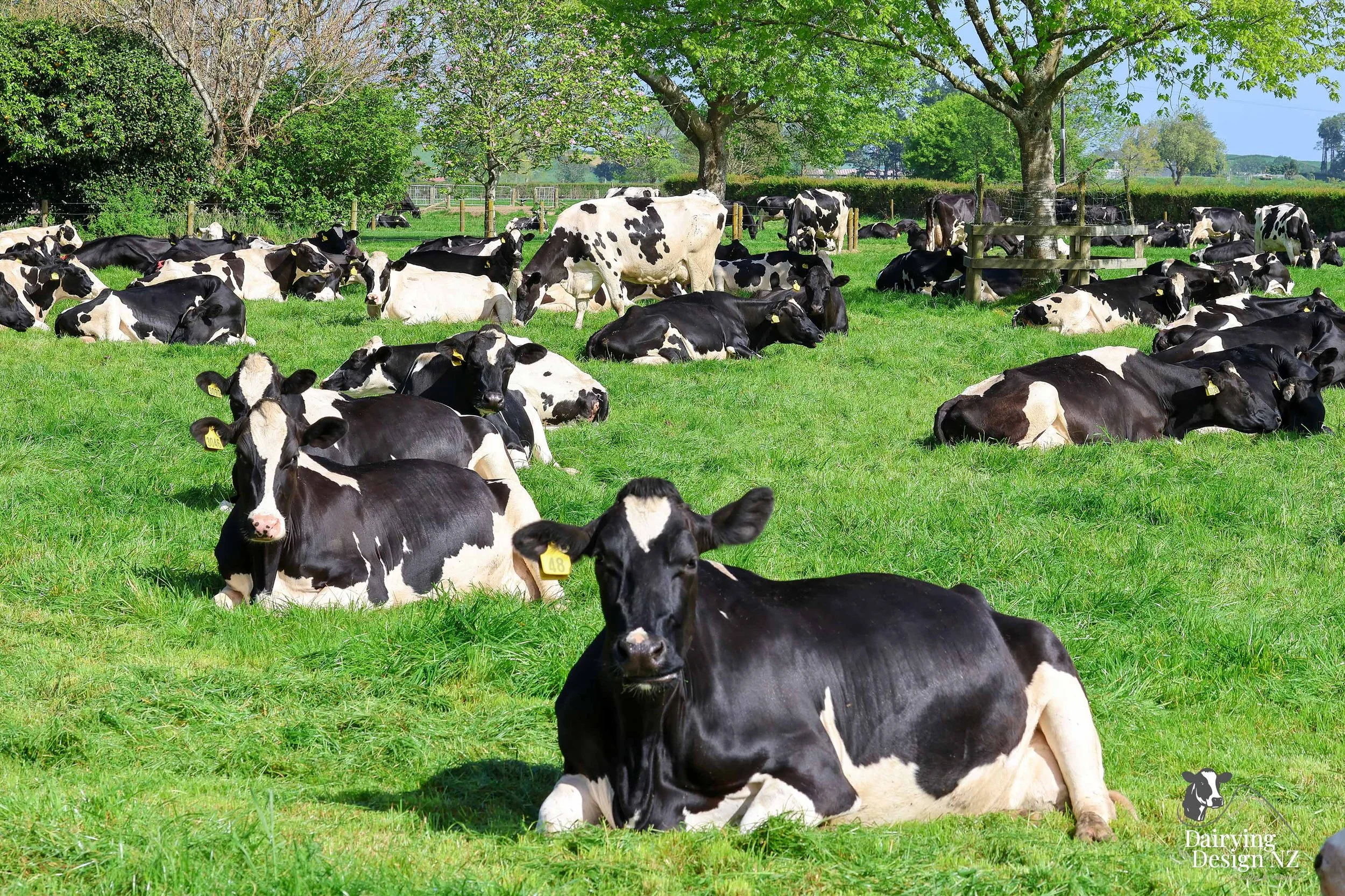 KAIPAKI_Cow2.jpg