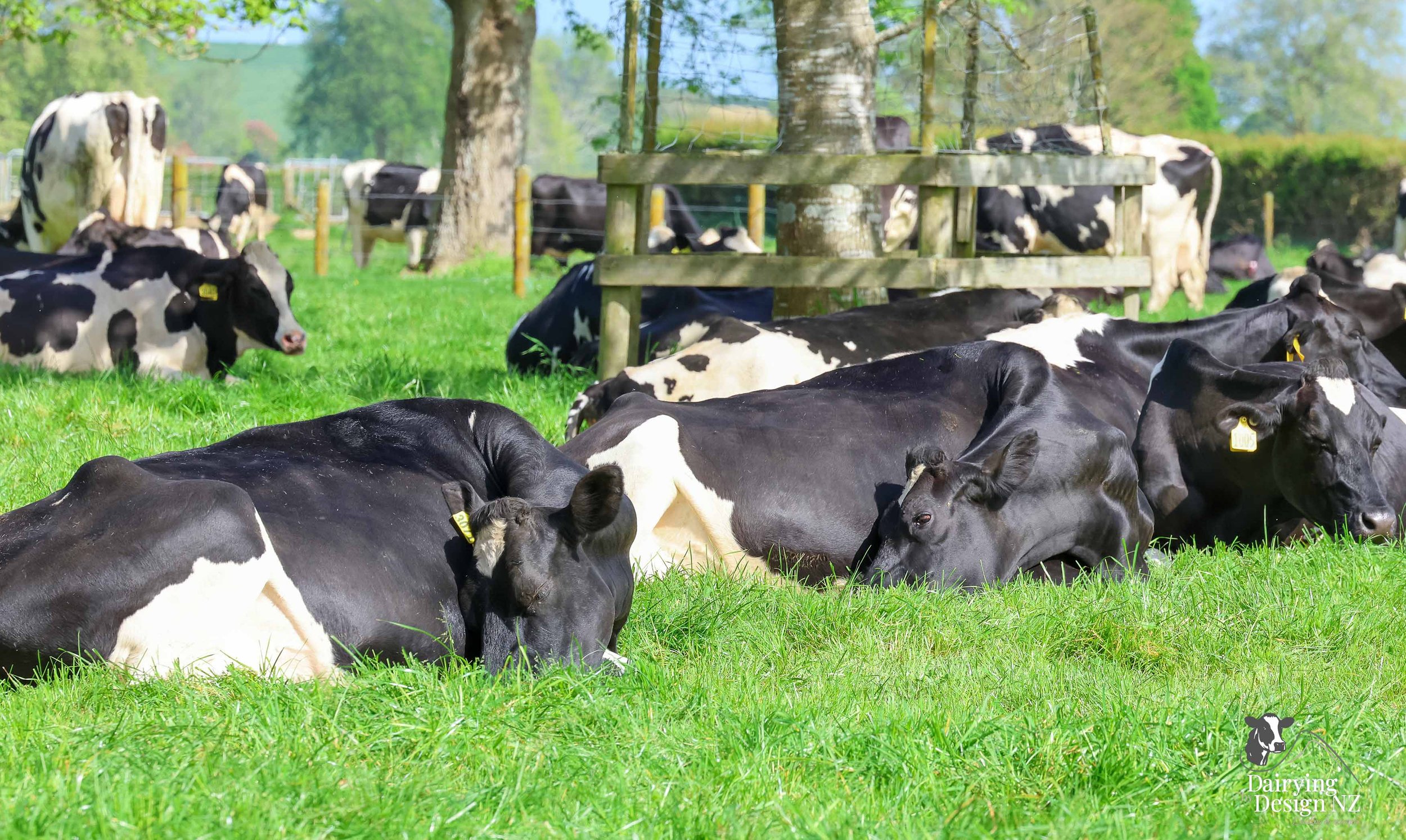 KAIPAKI_Cow3.jpg