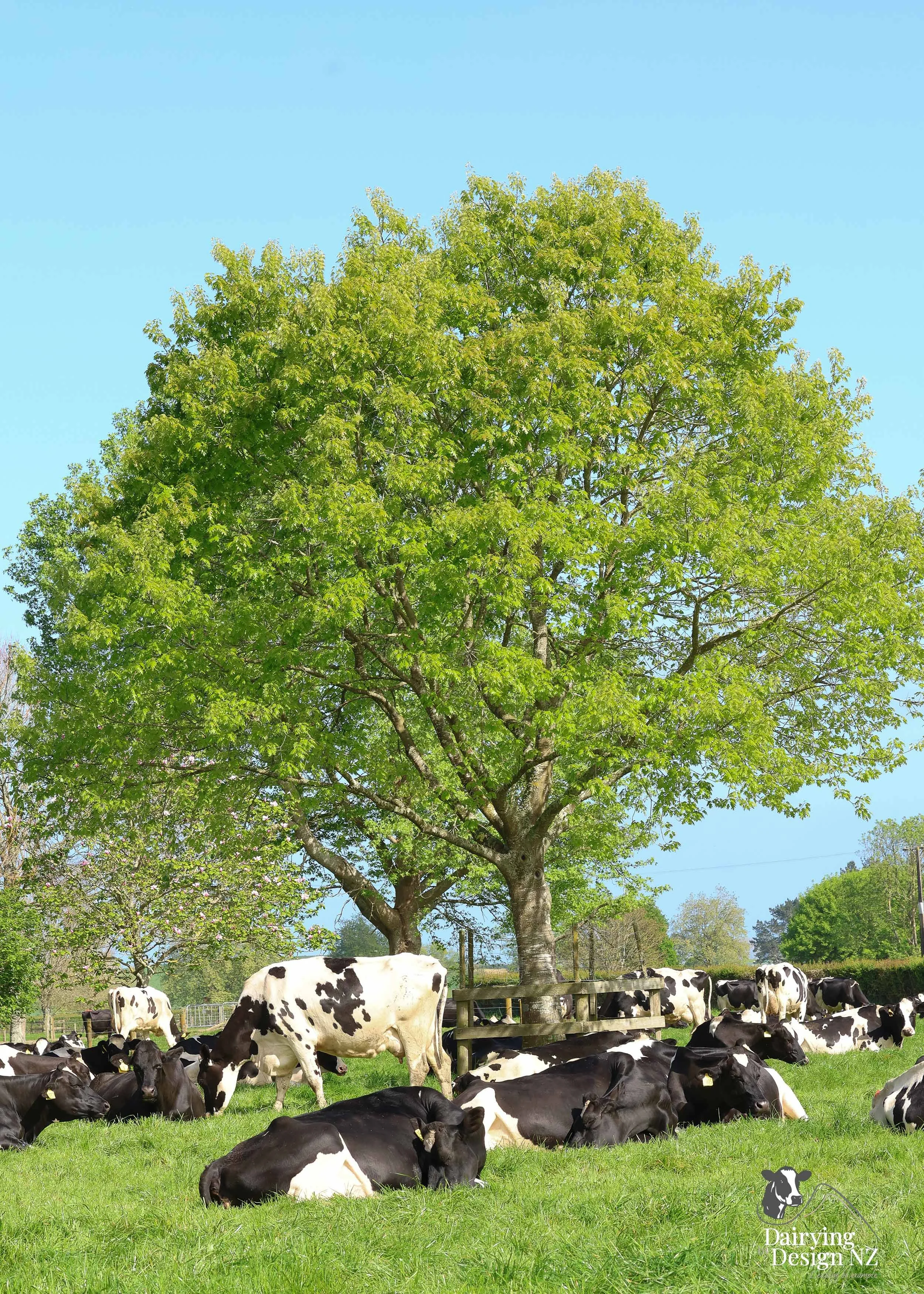 KAIPAKI_Cow4.jpg