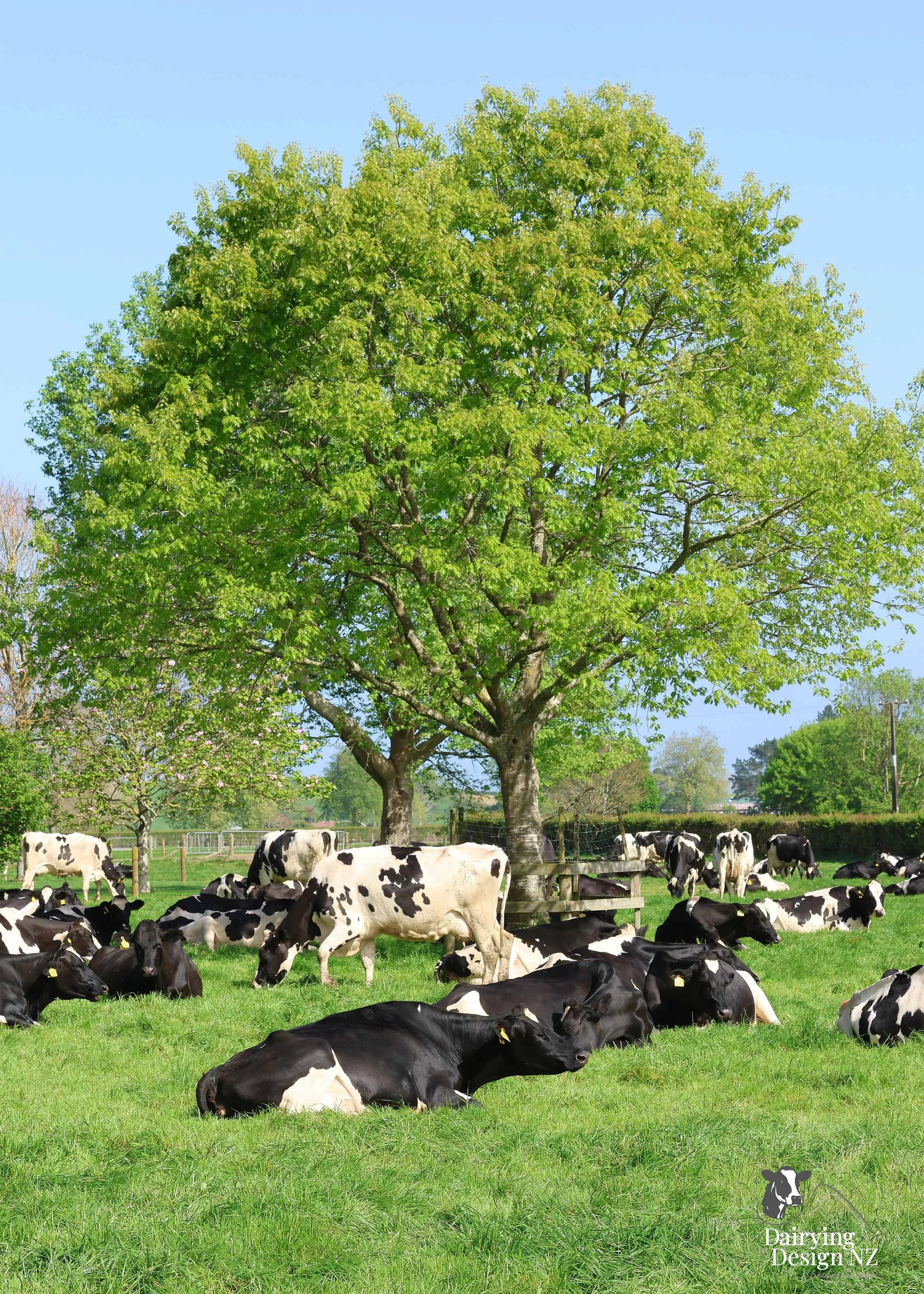 KAIPAKI_Cow6.jpg