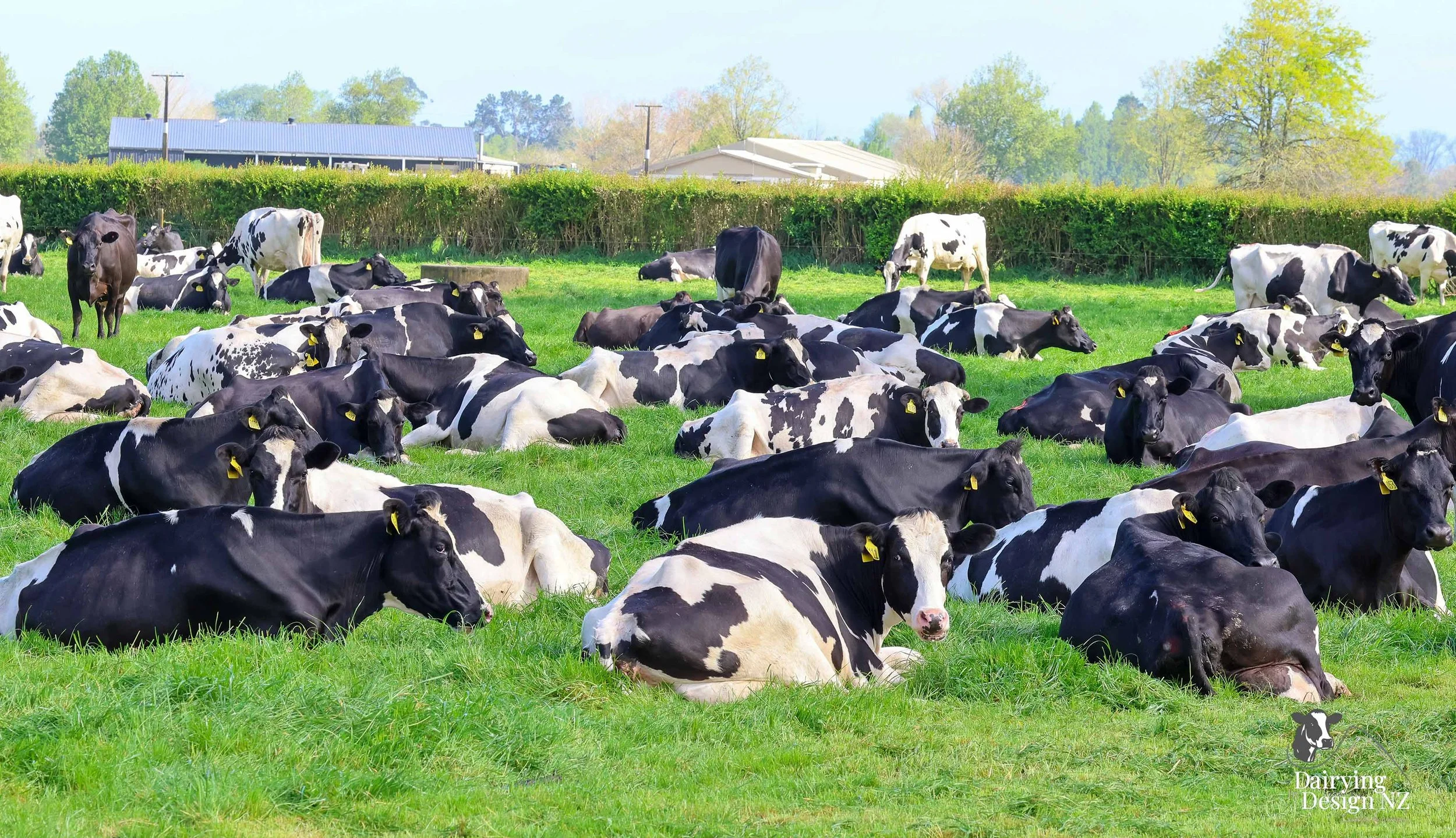 KAIPAKI_Cow7.jpg