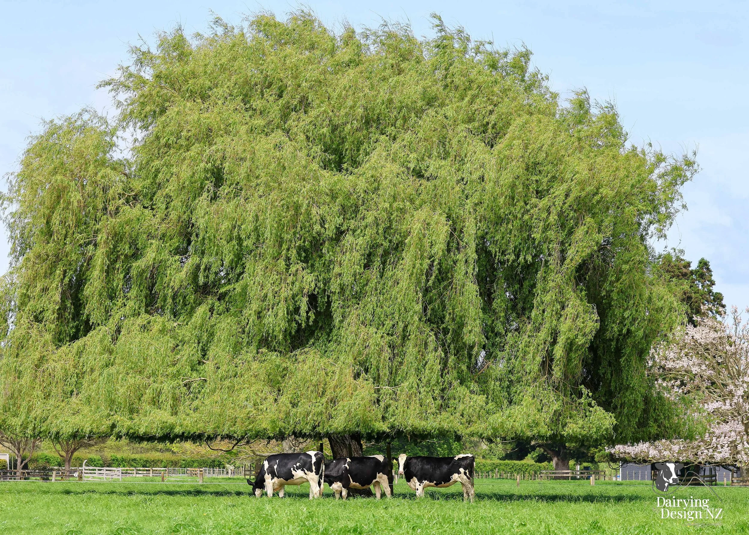 KAIPAKI_DryHeiferTree.jpg