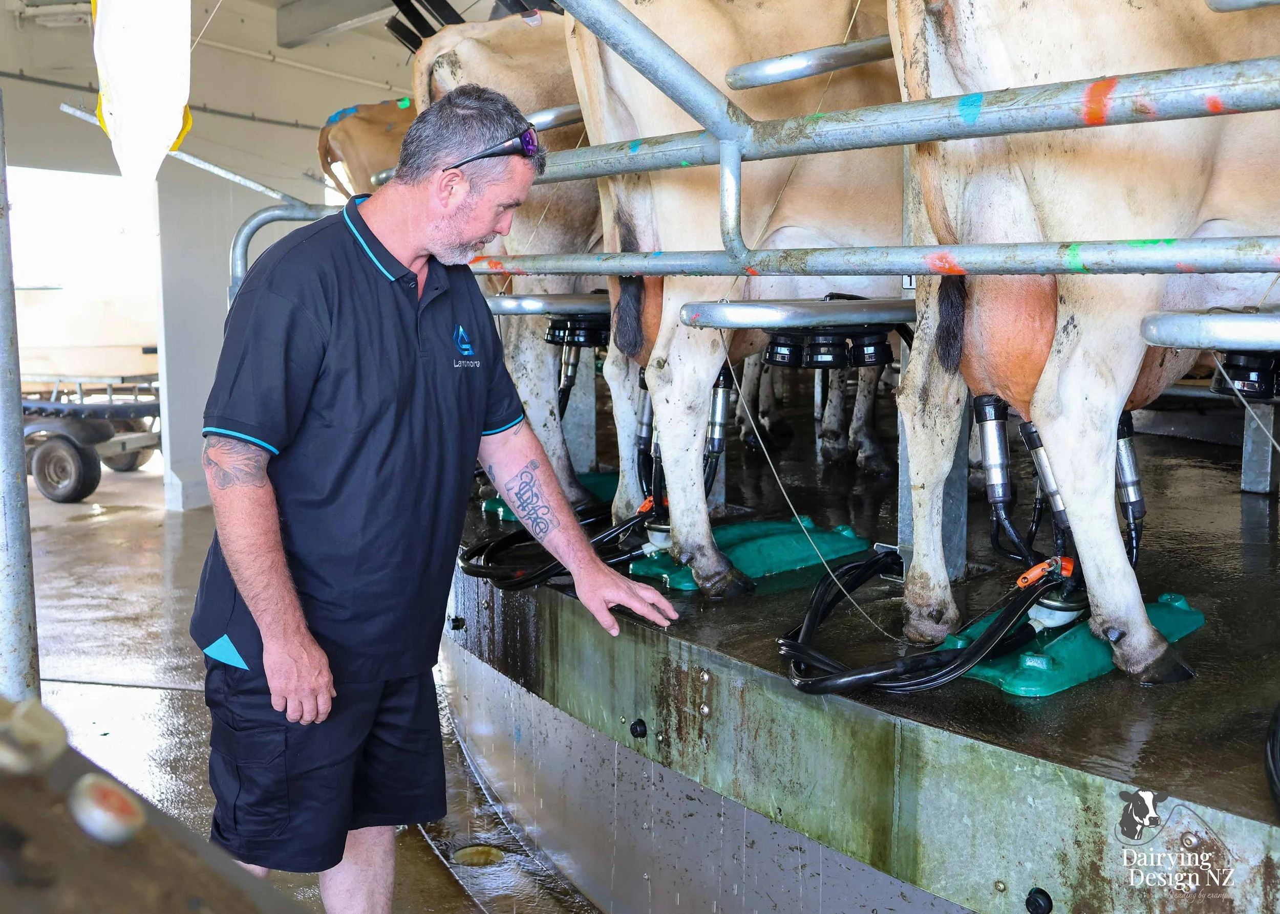  Whakatane rotary dairy shed development designed for efficient milking and cow flow built by Yates Carpentry &amp; Construction, Milking plant install by 60/40 Milking, yard work by WJ Dippie, Milking platform by Landmore Agri, Effluent storage by K