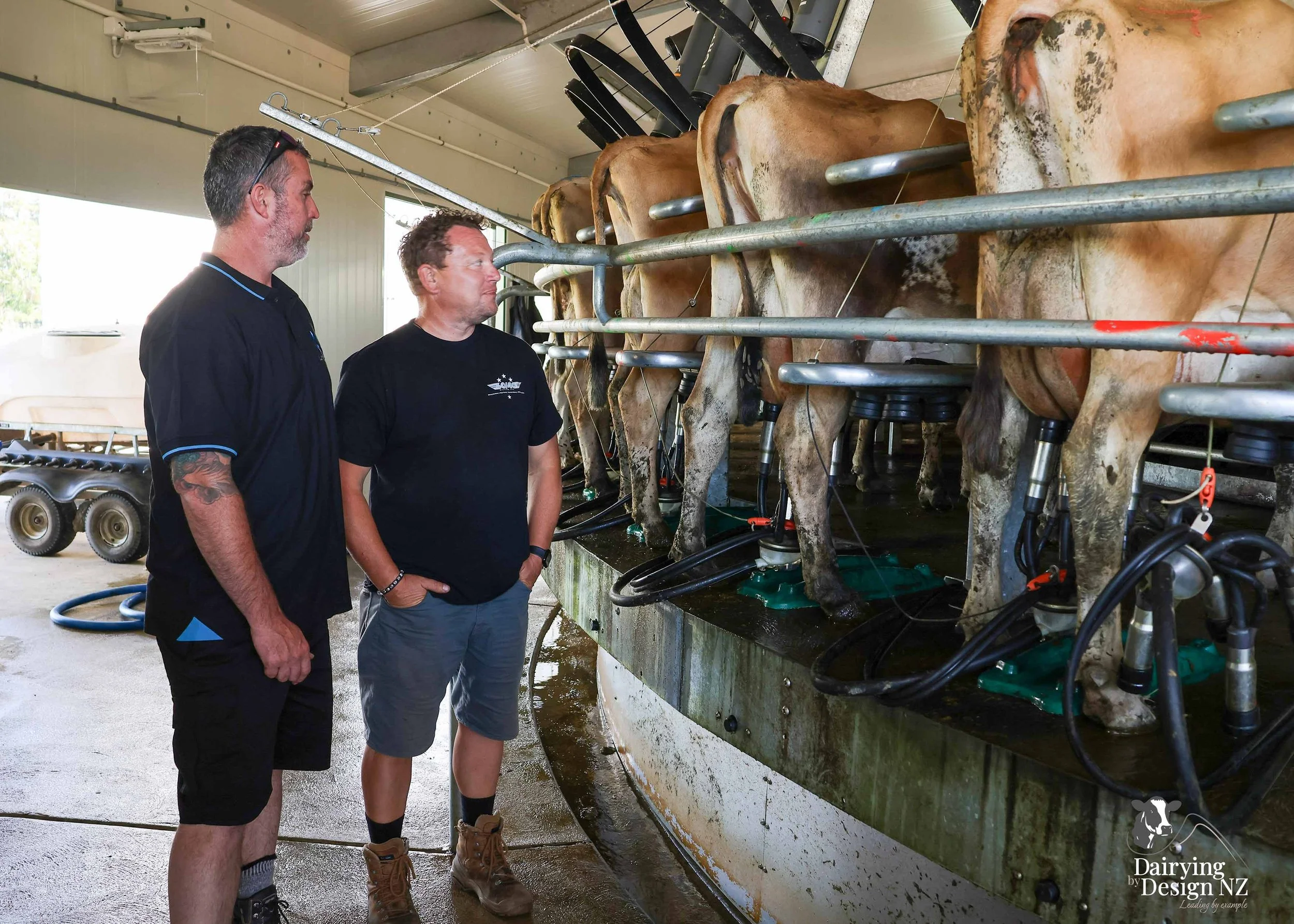  Whakatane rotary dairy shed development designed for efficient milking and cow flow built by Yates Carpentry &amp; Construction, Milking plant install by 60/40 Milking, yard work by WJ Dippie, Milking platform by Landmore Agri, Effluent storage by K