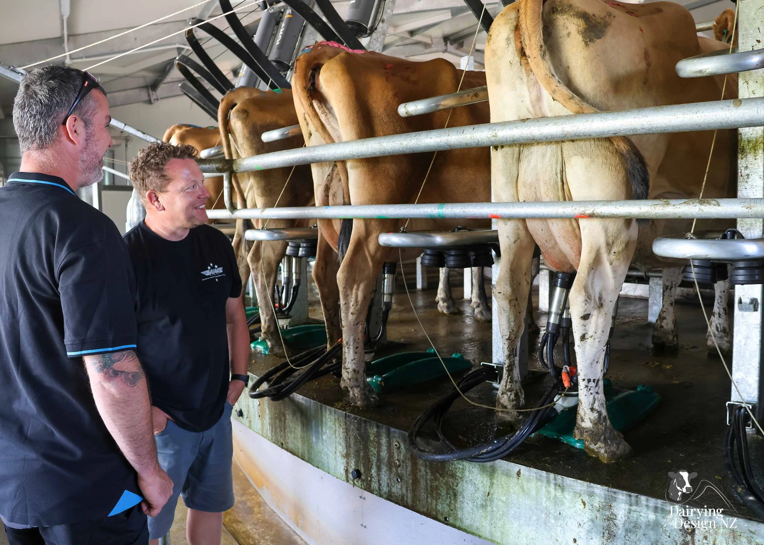  Whakatane rotary dairy shed development designed for efficient milking and cow flow built by Yates Carpentry &amp; Construction, Milking plant install by 60/40 Milking, yard work by WJ Dippie, Milking platform by Landmore Agri, Effluent storage by K
