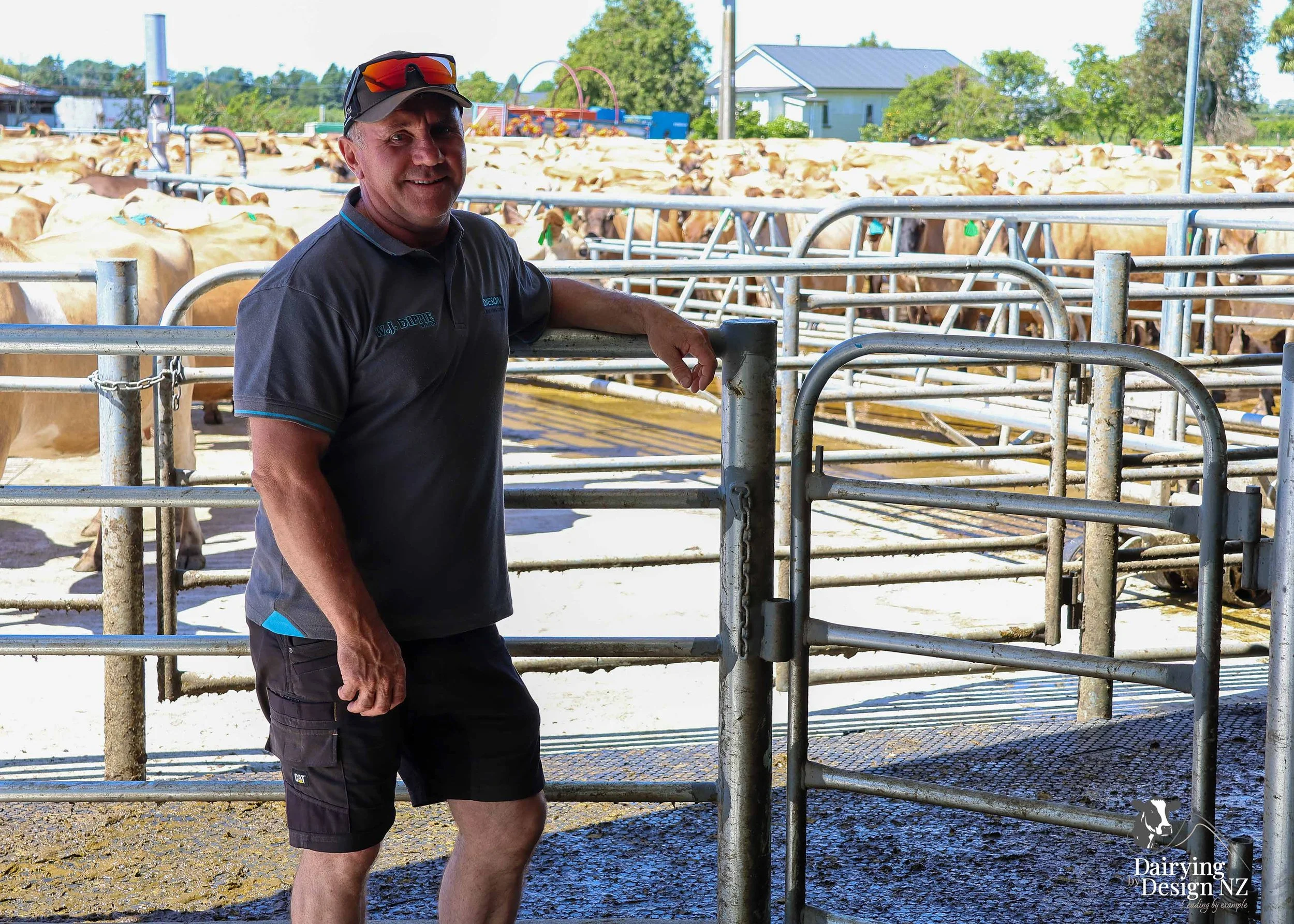  Whakatane rotary dairy shed development designed for efficient milking and cow flow built by Yates Carpentry &amp; Construction, Milking plant install by 60/40 Milking, yard work by WJ Dippie, Milking platform by Landmore Agri, Effluent storage by K
