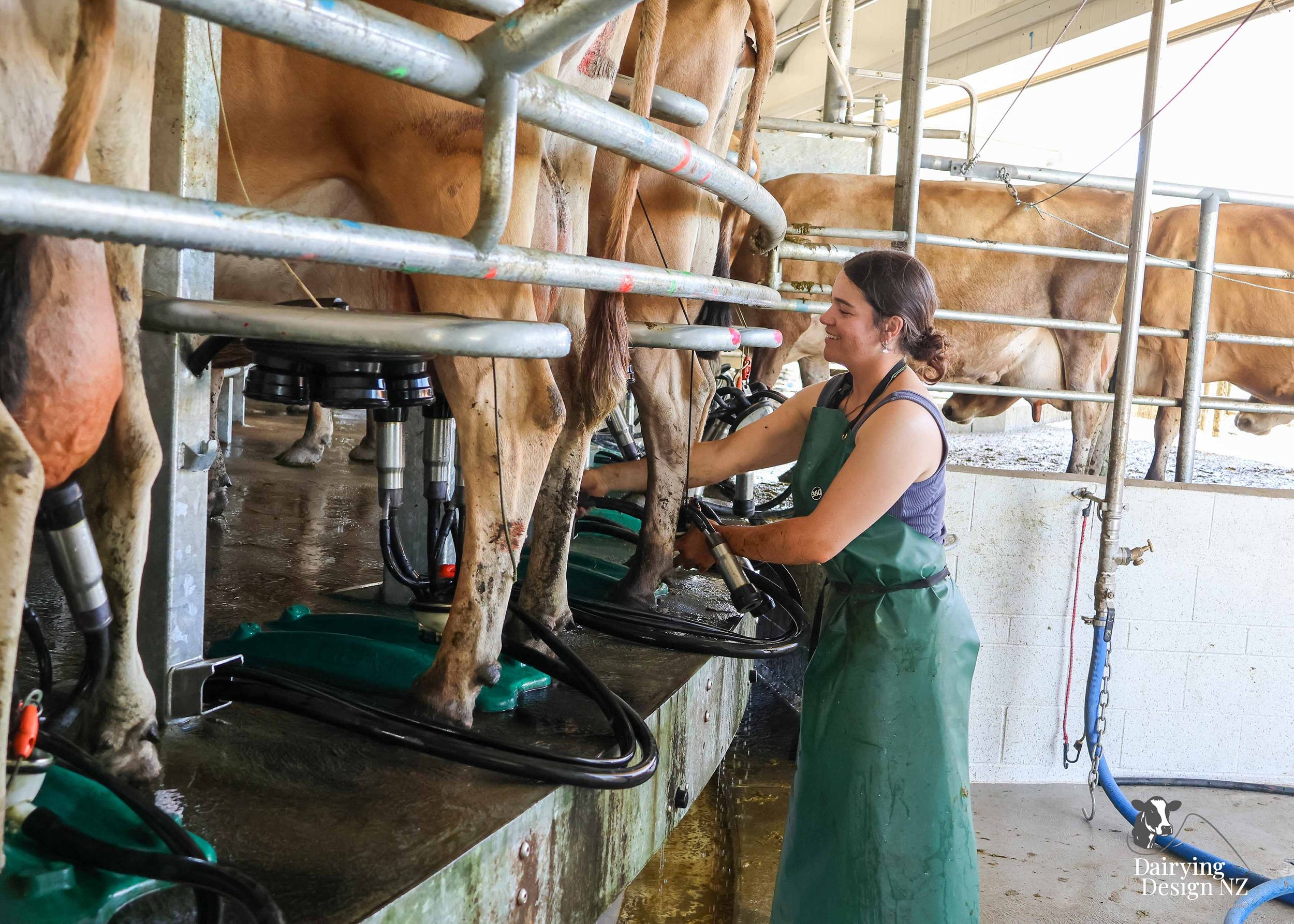  Whakatane rotary dairy shed development designed for efficient milking and cow flow built by Yates Carpentry &amp; Construction, Milking plant install by 60/40 Milking, yard work by WJ Dippie, Milking platform by Landmore Agri, Effluent storage by K
