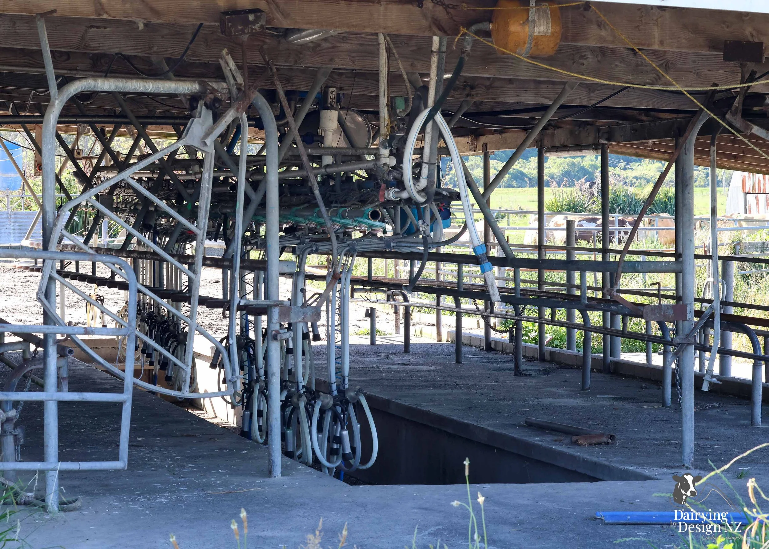  Whakatane rotary dairy shed development designed for efficient milking and cow flow built by Yates Carpentry &amp; Construction, Milking plant install by 60/40 Milking, yard work by WJ Dippie, Milking platform by Landmore Agri, Effluent storage by K