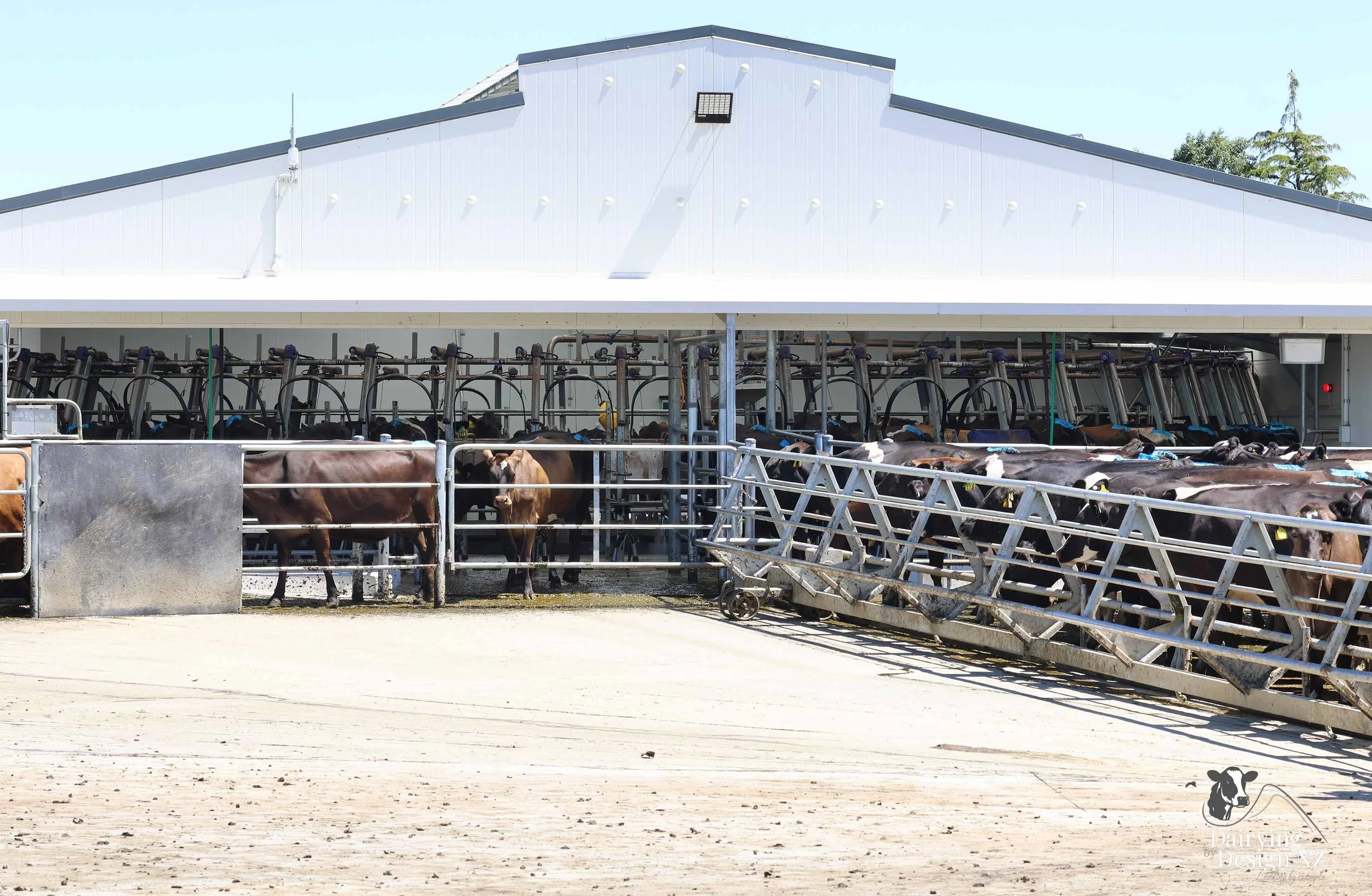  Canterbury rotary dairy shed development designed for efficient milking and cow flow built by Rural Building Solutions, featuring a Donald Engineering Rotary Platform, Earthworks by Densem Contracting 2010 Ltd, Refrigeration by Dairycool, Feed silos