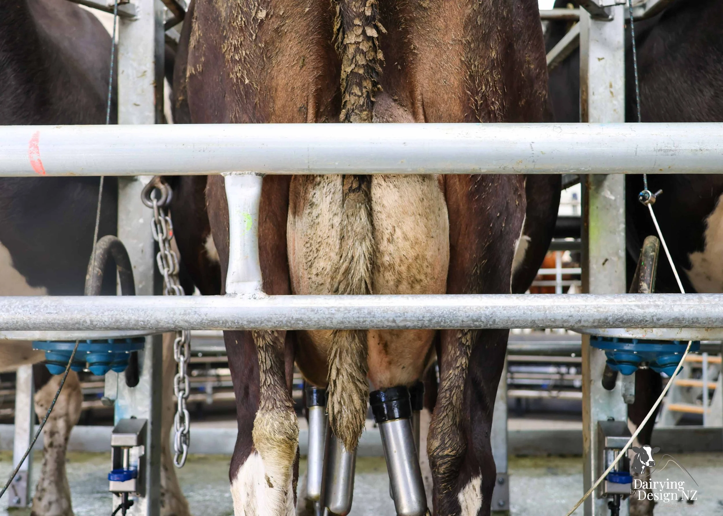 RIVERSIDE_CowMilking4.jpg