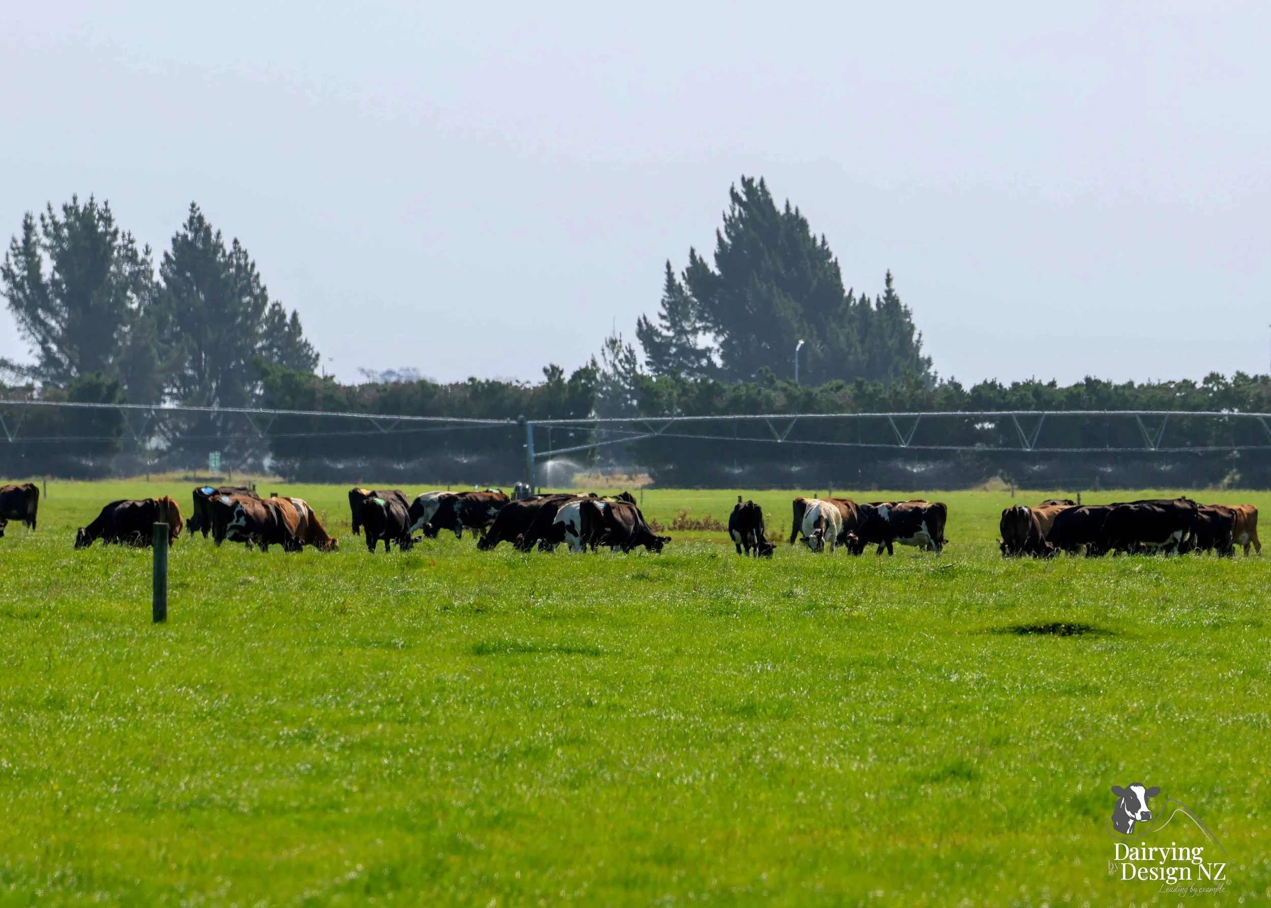 RIVERSIDE_CowsGrazing.jpg