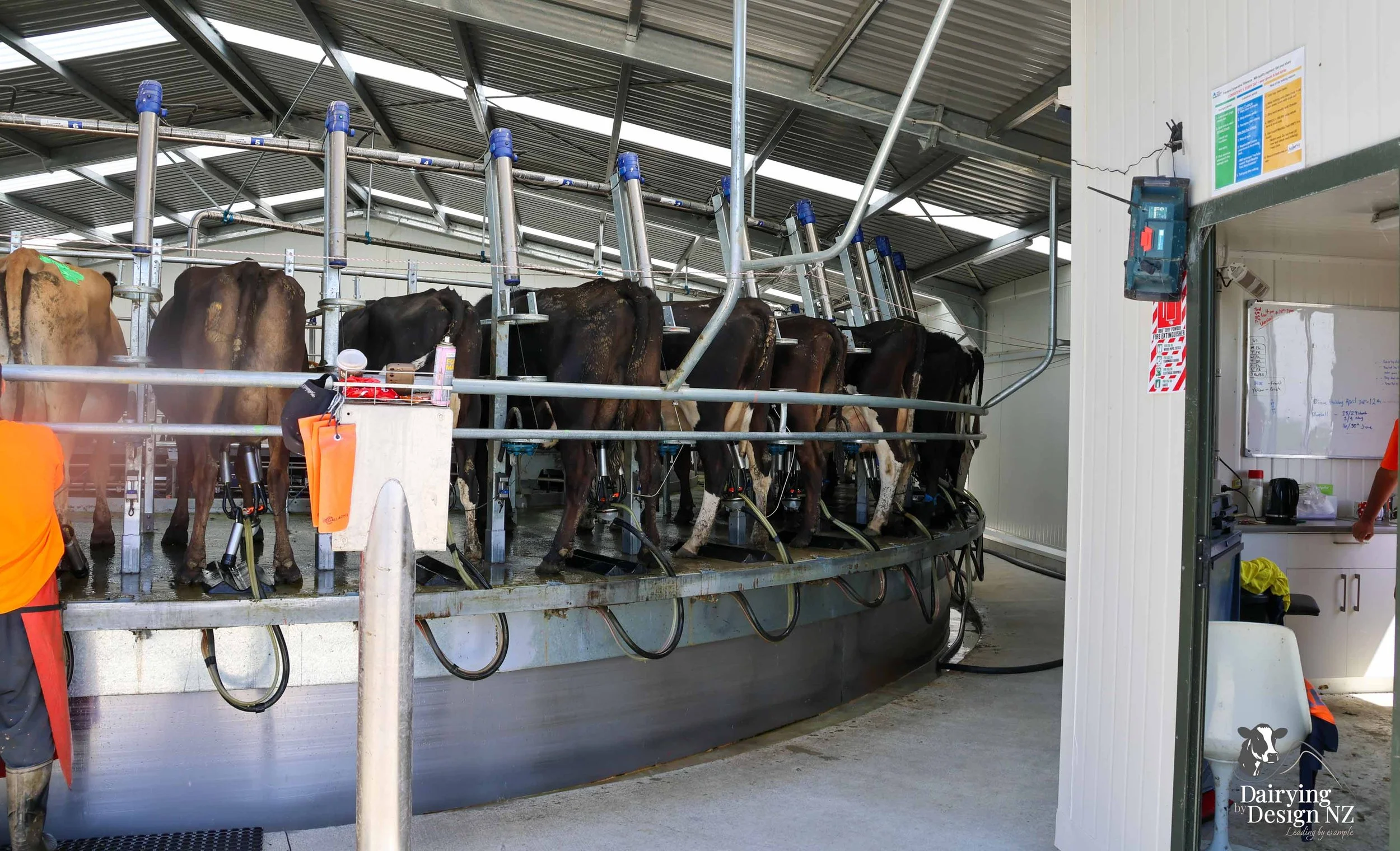 RIVERSIDE_CowsMilking3.jpg