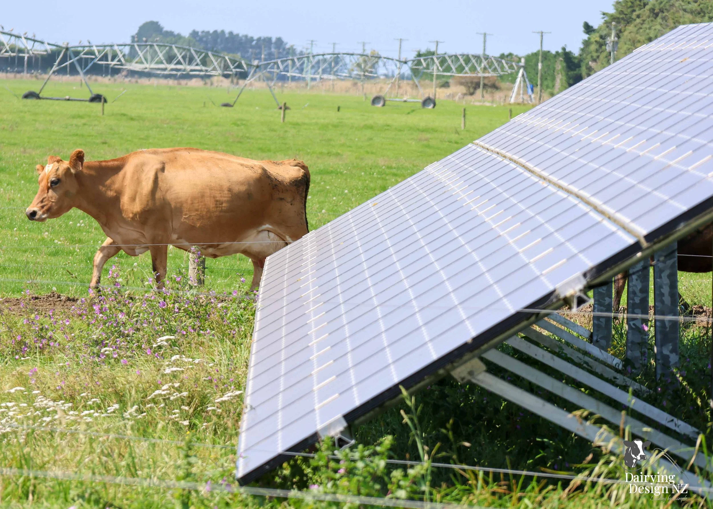RIVERSIDE_CowSolar.jpg