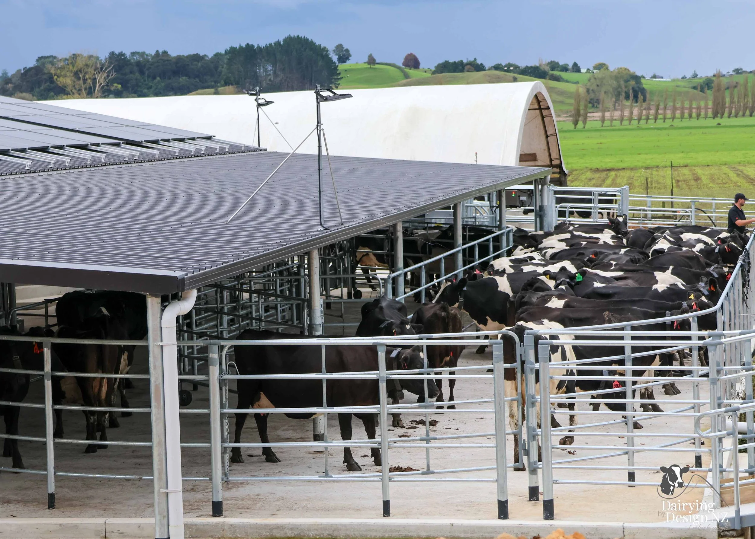  Waikato rotary dairy shed development designed for efficient milking and cow flow built by Don Chapman Waikato Ltd, featuring a Moa Rotary Platform, yard work by Leask Engineering, electrical work by Phase Electrical, project for Graham Preest. 