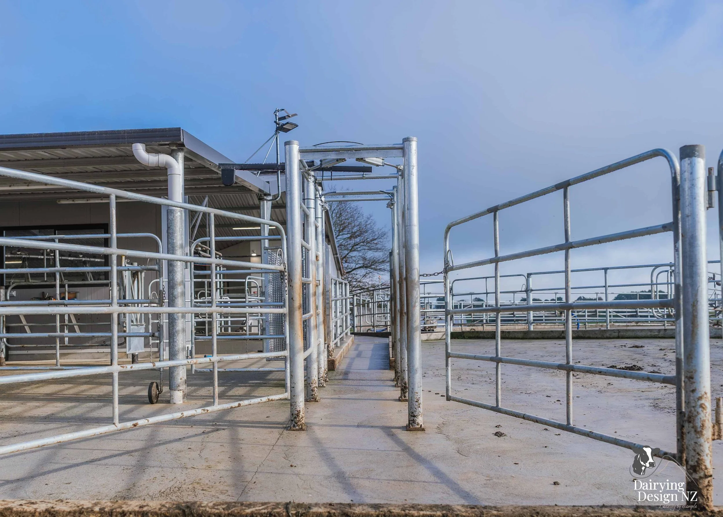  Waikato rotary dairy shed development designed for efficient milking and cow flow built by Don Chapman Waikato Ltd, featuring a Moa Rotary Platform, yard work by Leask Engineering, electrical work by Phase Electrical, project for Graham Preest. 