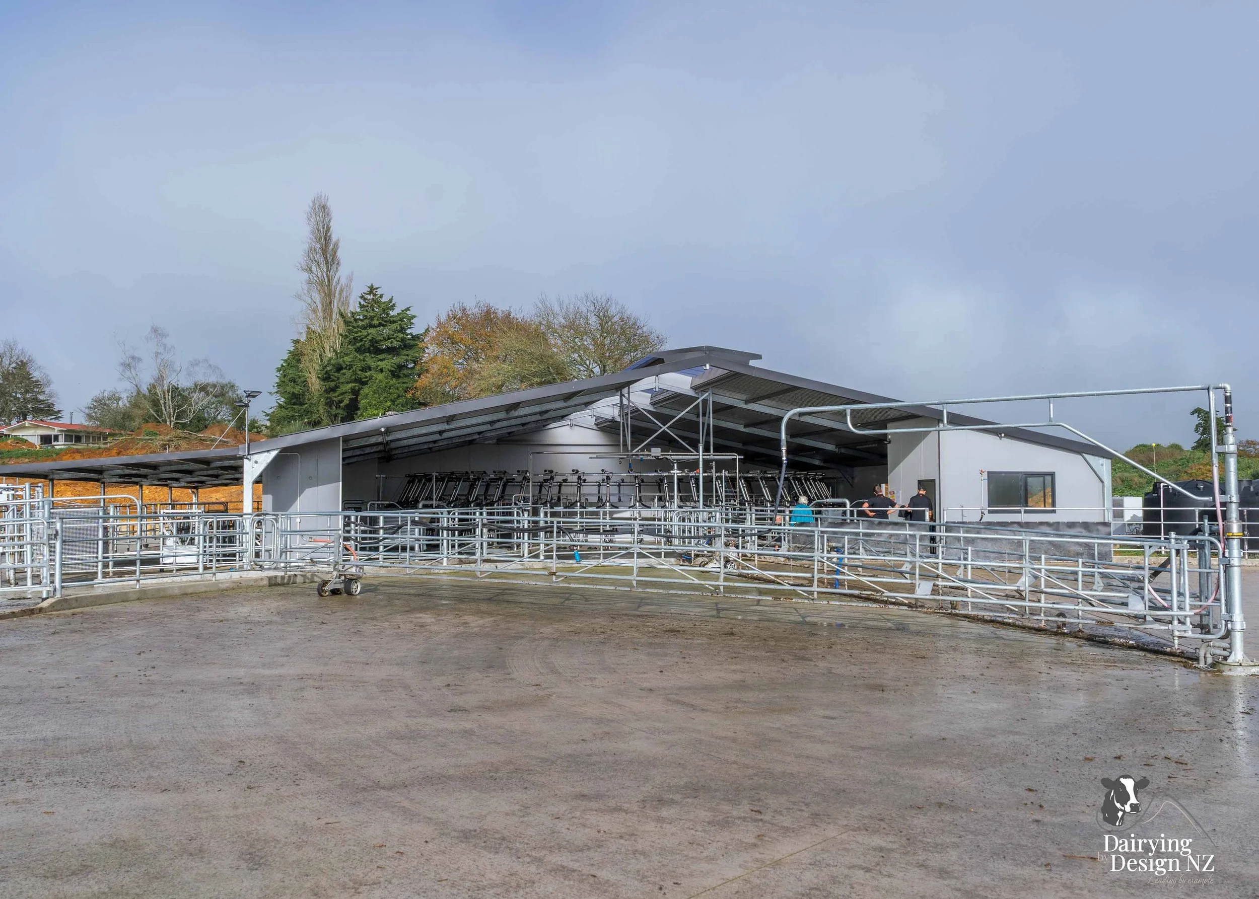  Waikato rotary dairy shed development designed for efficient milking and cow flow built by Don Chapman Waikato Ltd, featuring a Moa Rotary Platform, yard work by Leask Engineering, electrical work by Phase Electrical, project for Graham Preest. 