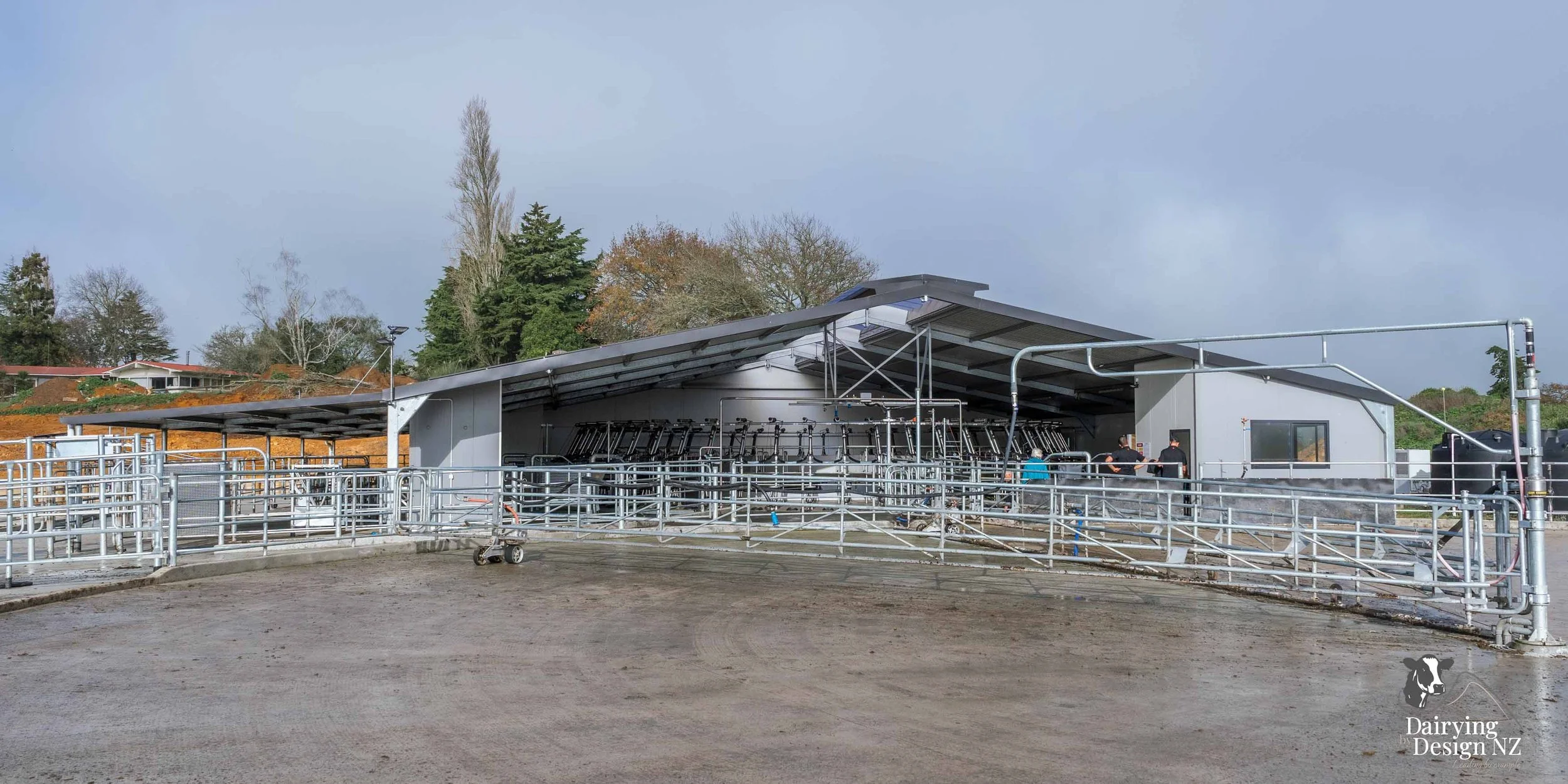  Waikato rotary dairy shed development designed for efficient milking and cow flow built by Don Chapman Waikato Ltd, featuring a Moa Rotary Platform, yard work by Leask Engineering, electrical work by Phase Electrical, project for Graham Preest. 