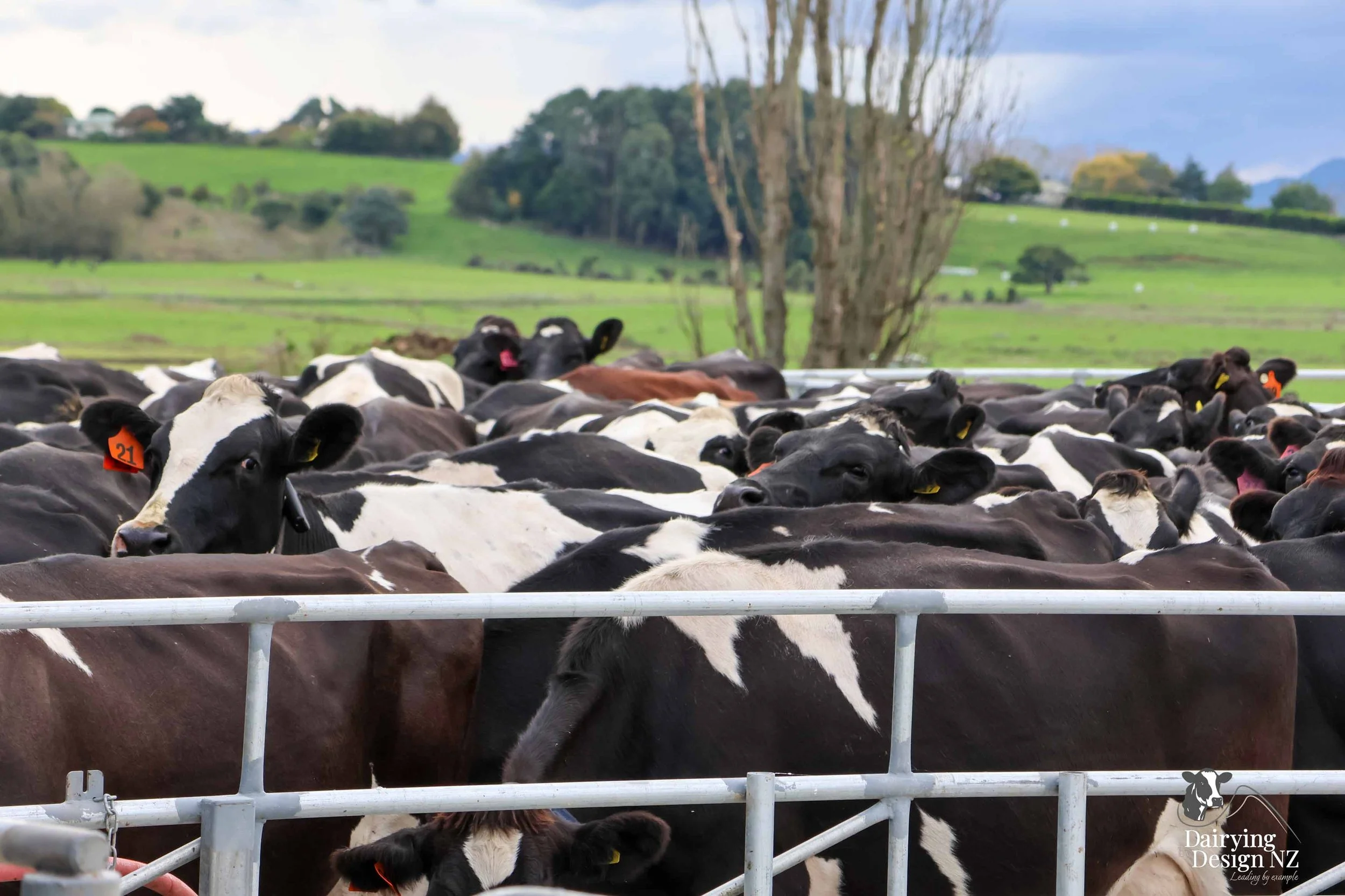  Waikato rotary dairy shed development designed for efficient milking and cow flow built by Don Chapman Waikato Ltd, featuring a Moa Rotary Platform, yard work by Leask Engineering, electrical work by Phase Electrical, project for Graham Preest. 
