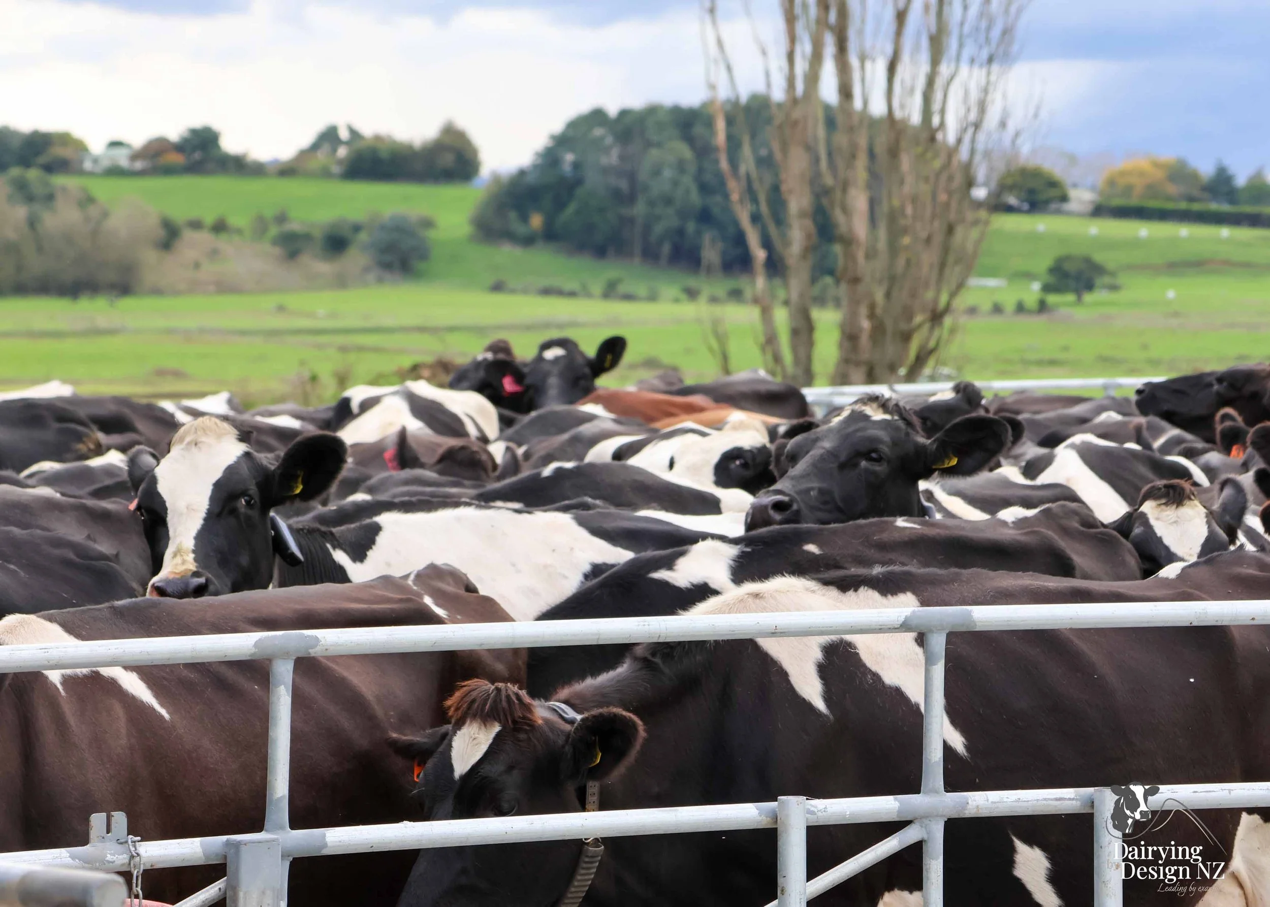  Waikato rotary dairy shed development designed for efficient milking and cow flow built by Don Chapman Waikato Ltd, featuring a Moa Rotary Platform, yard work by Leask Engineering, electrical work by Phase Electrical, project for Graham Preest. 