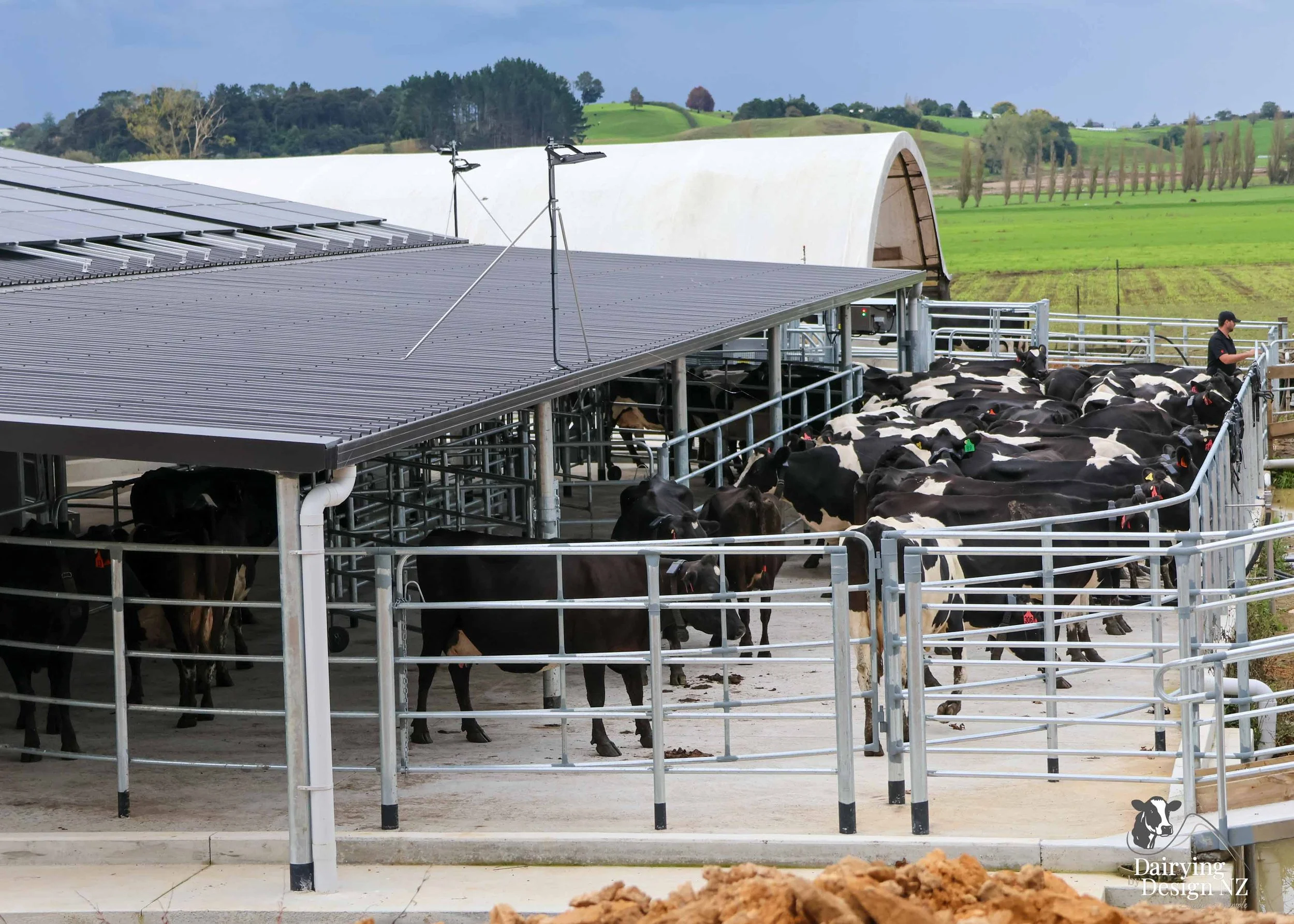  Waikato rotary dairy shed development designed for efficient milking and cow flow built by Don Chapman Waikato Ltd, featuring a Moa Rotary Platform, yard work by Leask Engineering, electrical work by Phase Electrical, project for Graham Preest. 
