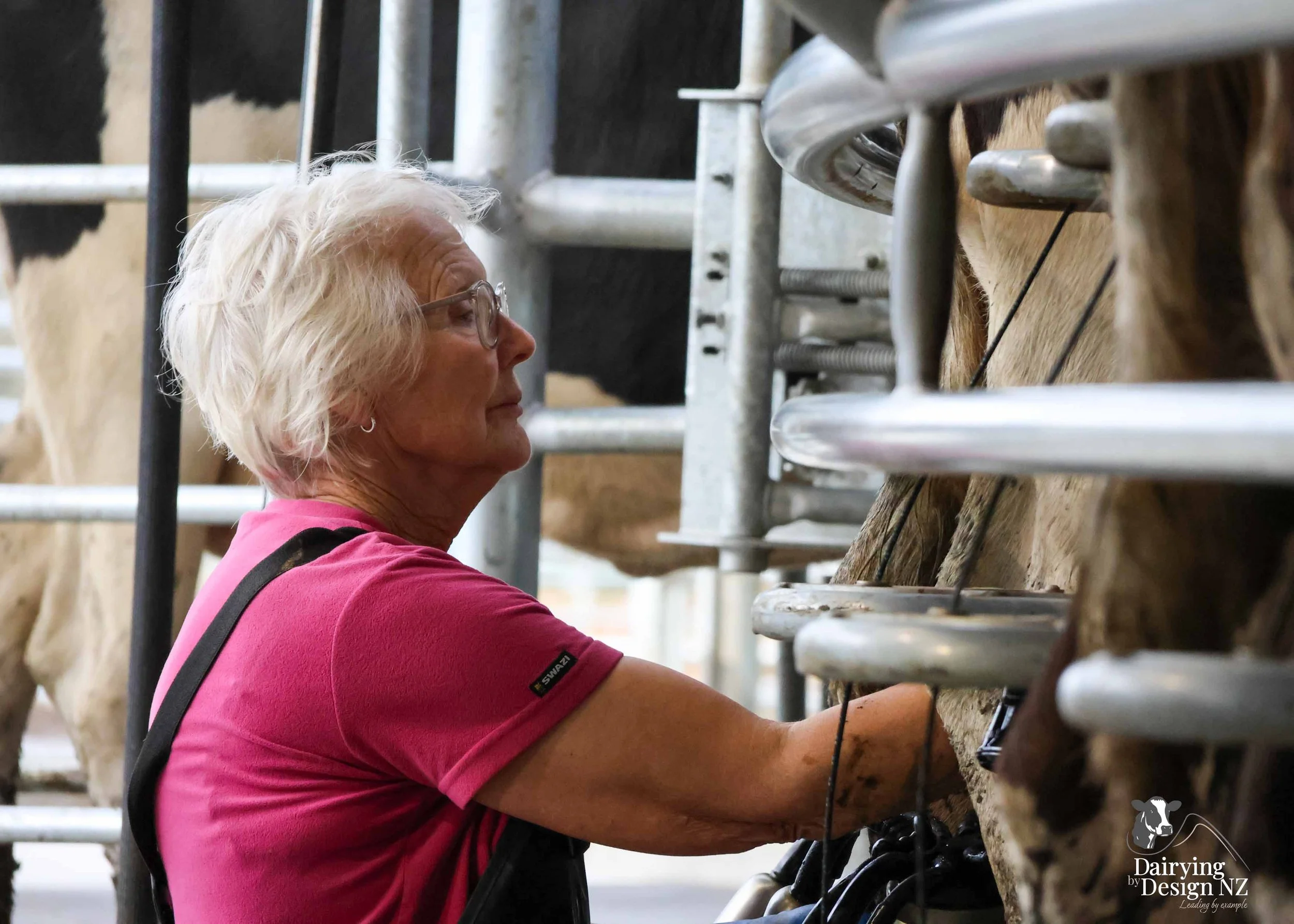  Waikato rotary dairy shed development designed for efficient milking and cow flow built by Don Chapman Waikato Ltd, featuring a Moa Rotary Platform, yard work by Leask Engineering, electrical work by Phase Electrical, project for Graham Preest. 