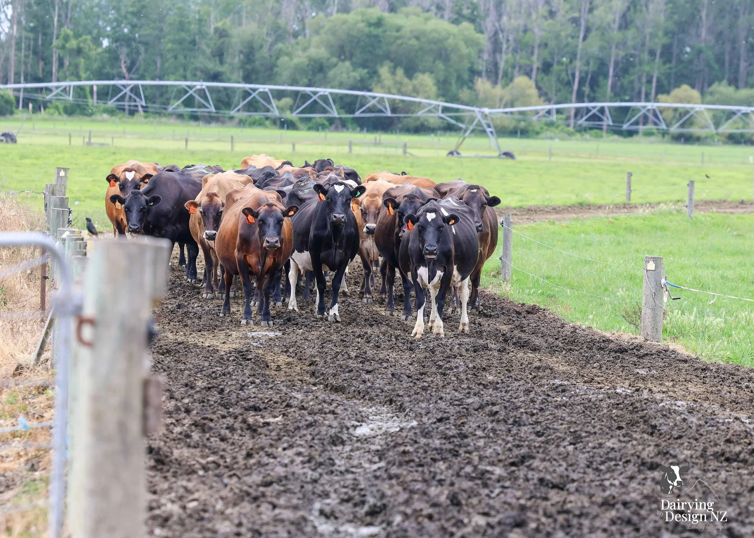  Canterbury robotic dairy shed development designed for efficient milking and cow flow Milking pant and effluent by Canterbury Farm Services, featuring Solar system by Sunergy Solar, Stock feed supplier is Pye Group, Earthworks by Oliver Brothers, pr