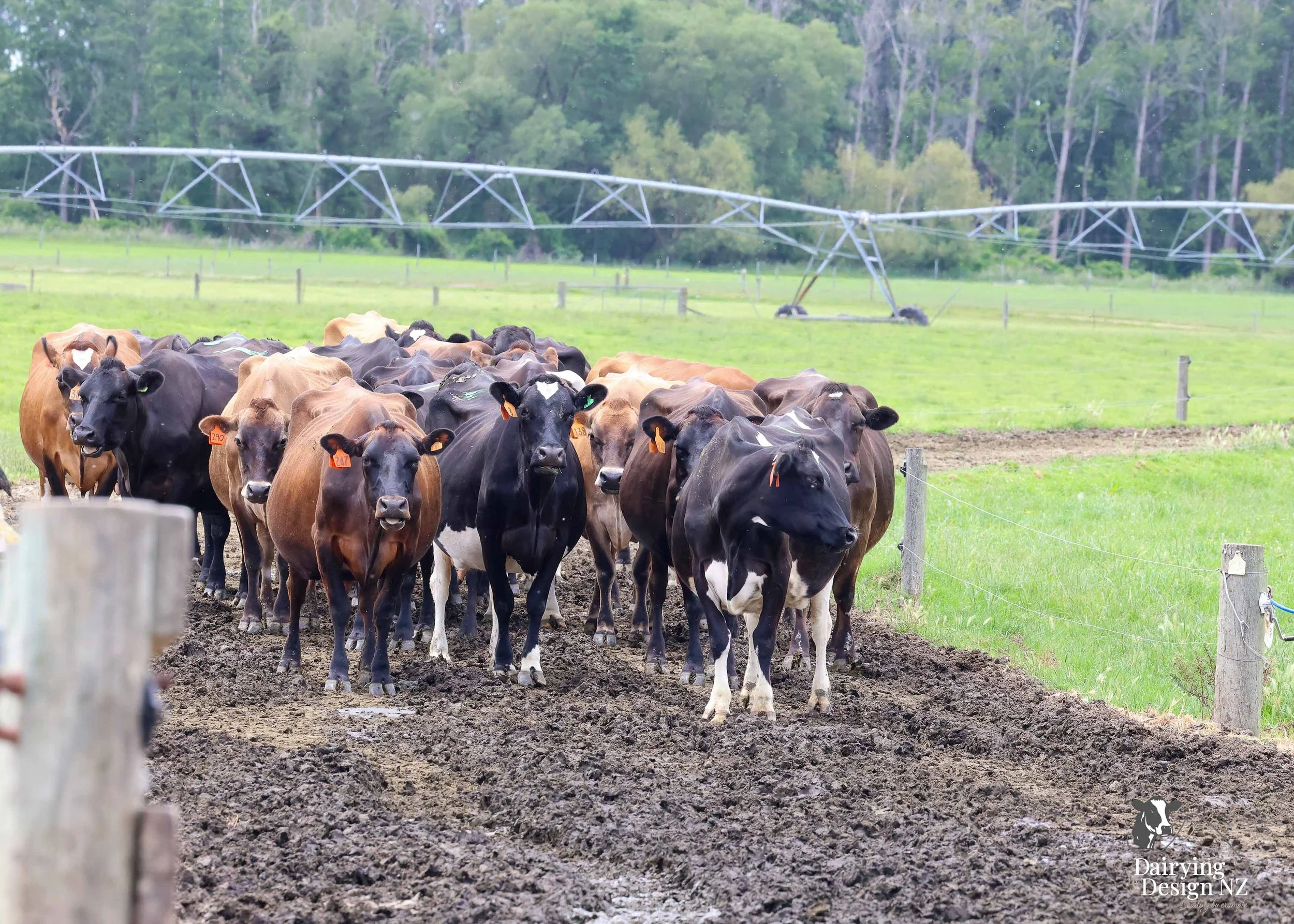  Canterbury robotic dairy shed development designed for efficient milking and cow flow Milking pant and effluent by Canterbury Farm Services, featuring Solar system by Sunergy Solar, Stock feed supplier is Pye Group, Earthworks by Oliver Brothers, pr