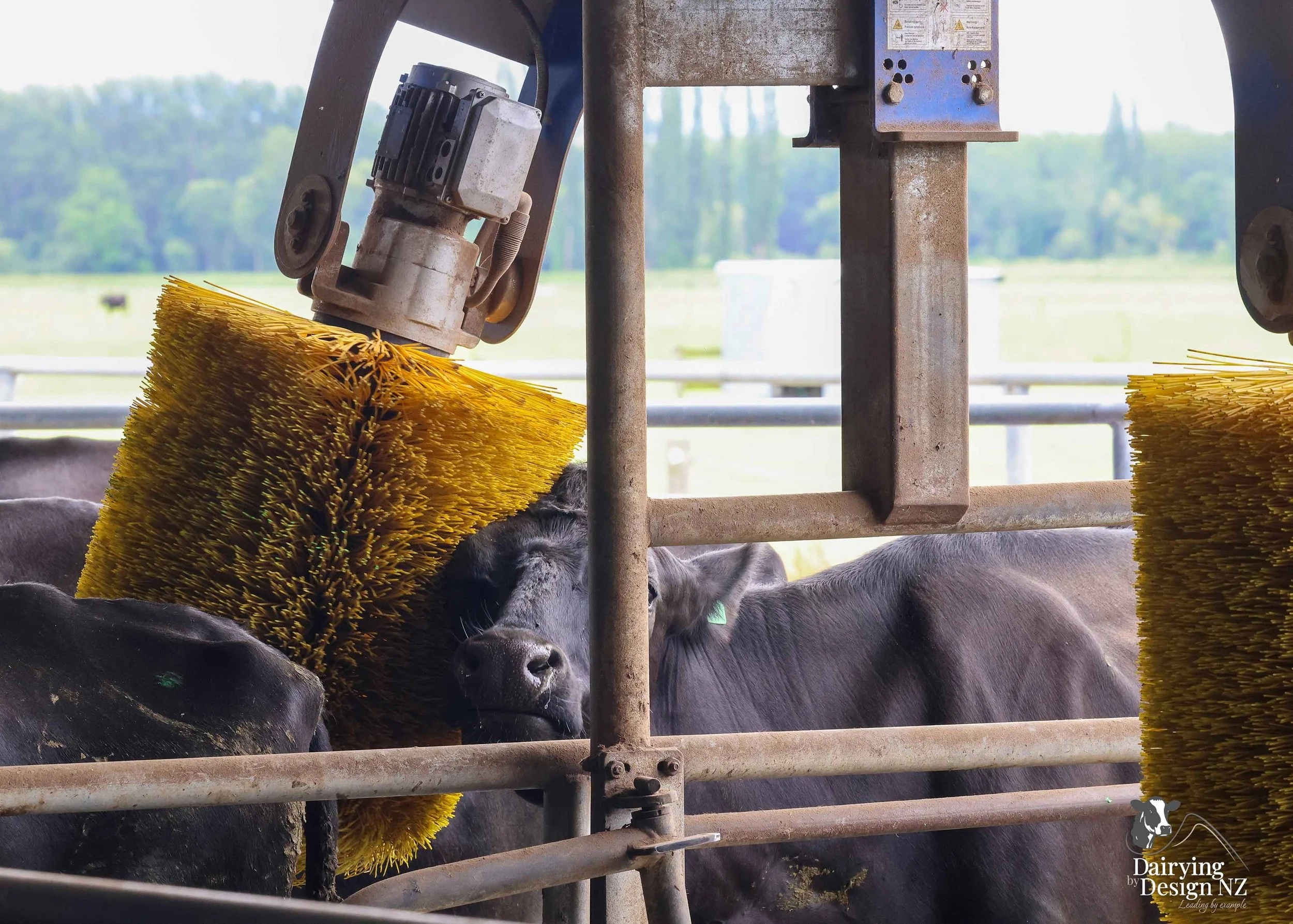  Canterbury robotic dairy shed development designed for efficient milking and cow flow Milking pant and effluent by Canterbury Farm Services, featuring Solar system by Sunergy Solar, Stock feed supplier is Pye Group, Earthworks by Oliver Brothers, pr