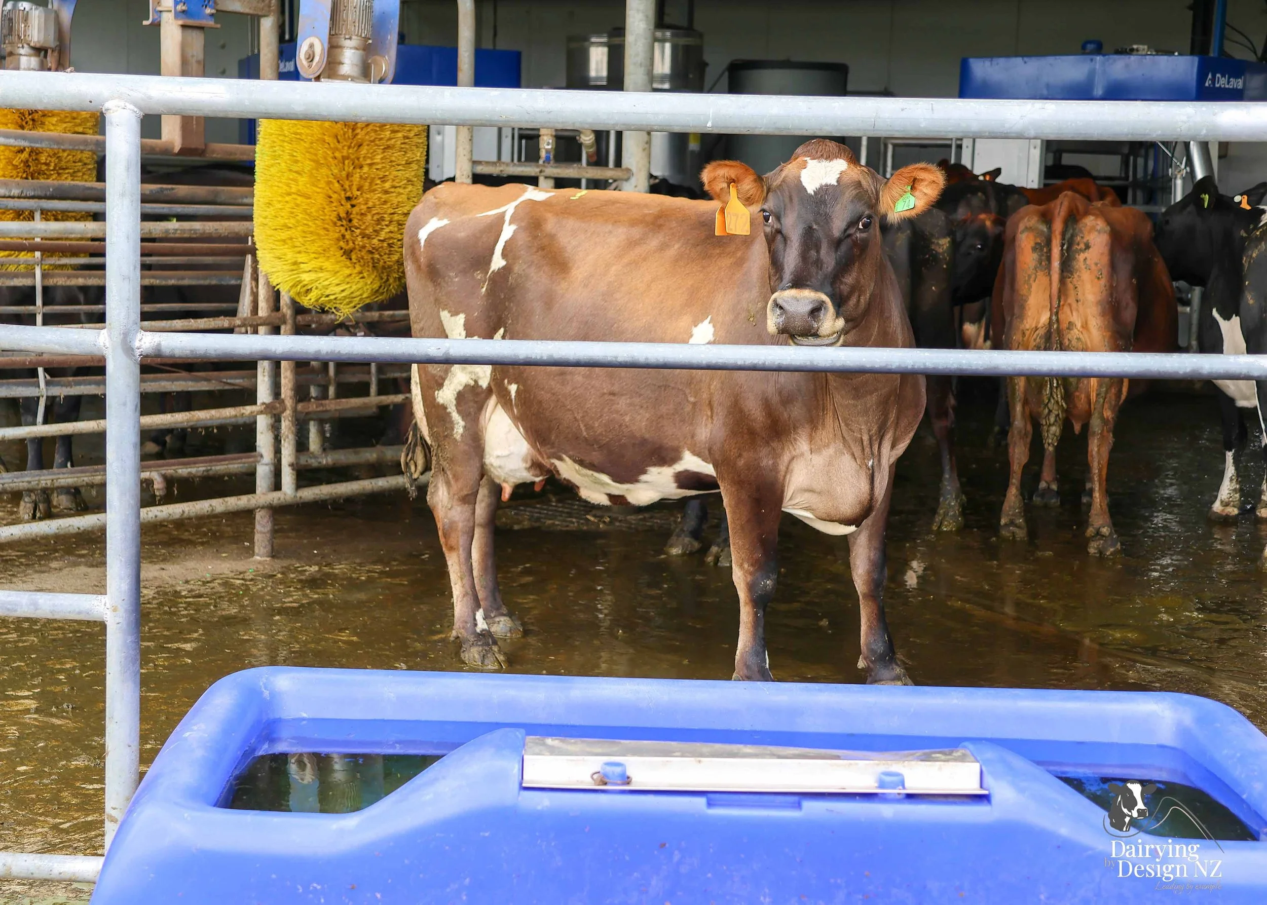  Canterbury robotic dairy shed development designed for efficient milking and cow flow Milking pant and effluent by Canterbury Farm Services, featuring Solar system by Sunergy Solar, Stock feed supplier is Pye Group, Earthworks by Oliver Brothers, pr