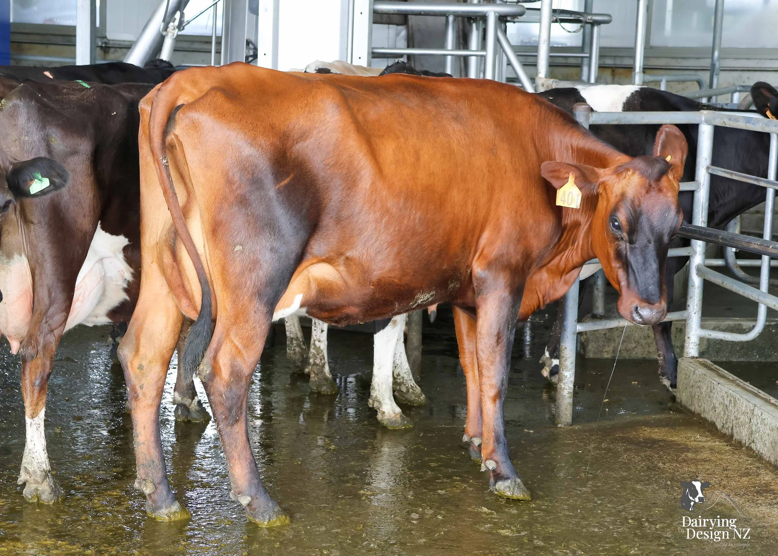  Canterbury robotic dairy shed development designed for efficient milking and cow flow Milking pant and effluent by Canterbury Farm Services, featuring Solar system by Sunergy Solar, Stock feed supplier is Pye Group, Earthworks by Oliver Brothers, pr