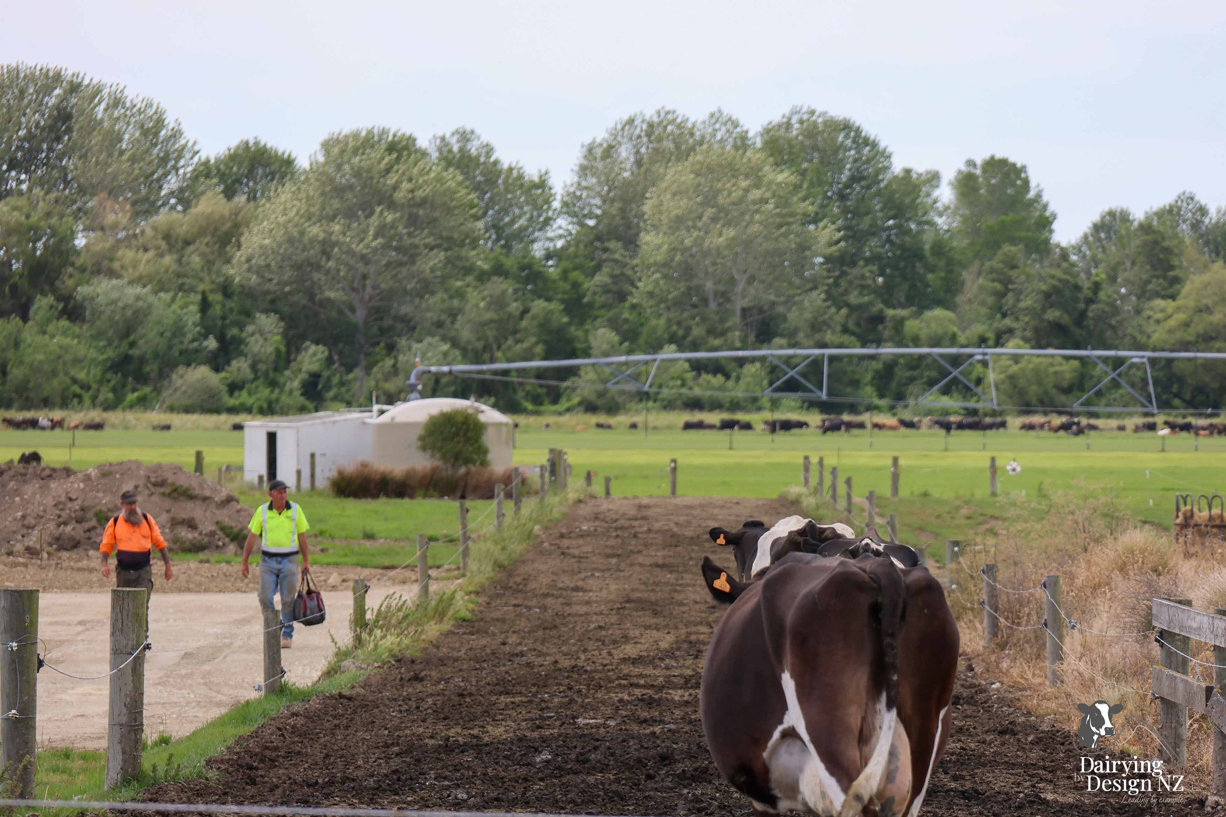  Canterbury robotic dairy shed development designed for efficient milking and cow flow Milking pant and effluent by Canterbury Farm Services, featuring Solar system by Sunergy Solar, Stock feed supplier is Pye Group, Earthworks by Oliver Brothers, pr