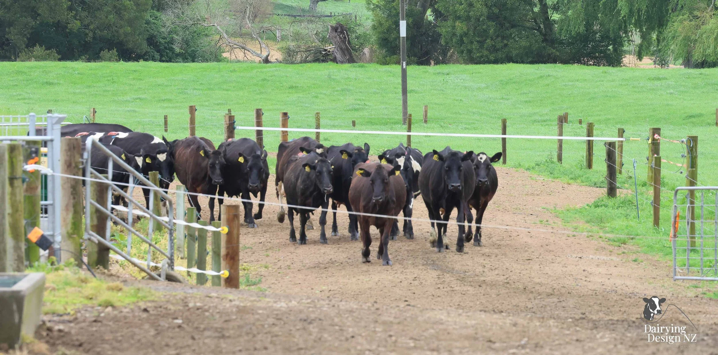  Waikato herringbone dairy shed development designed for efficient milking and cow flow built by WD Davenport Ltd, yard work by Rural Engineering, Milking plant install by Morley Engineering, Electrical work by King Electrical, Effluent by Reid &amp;