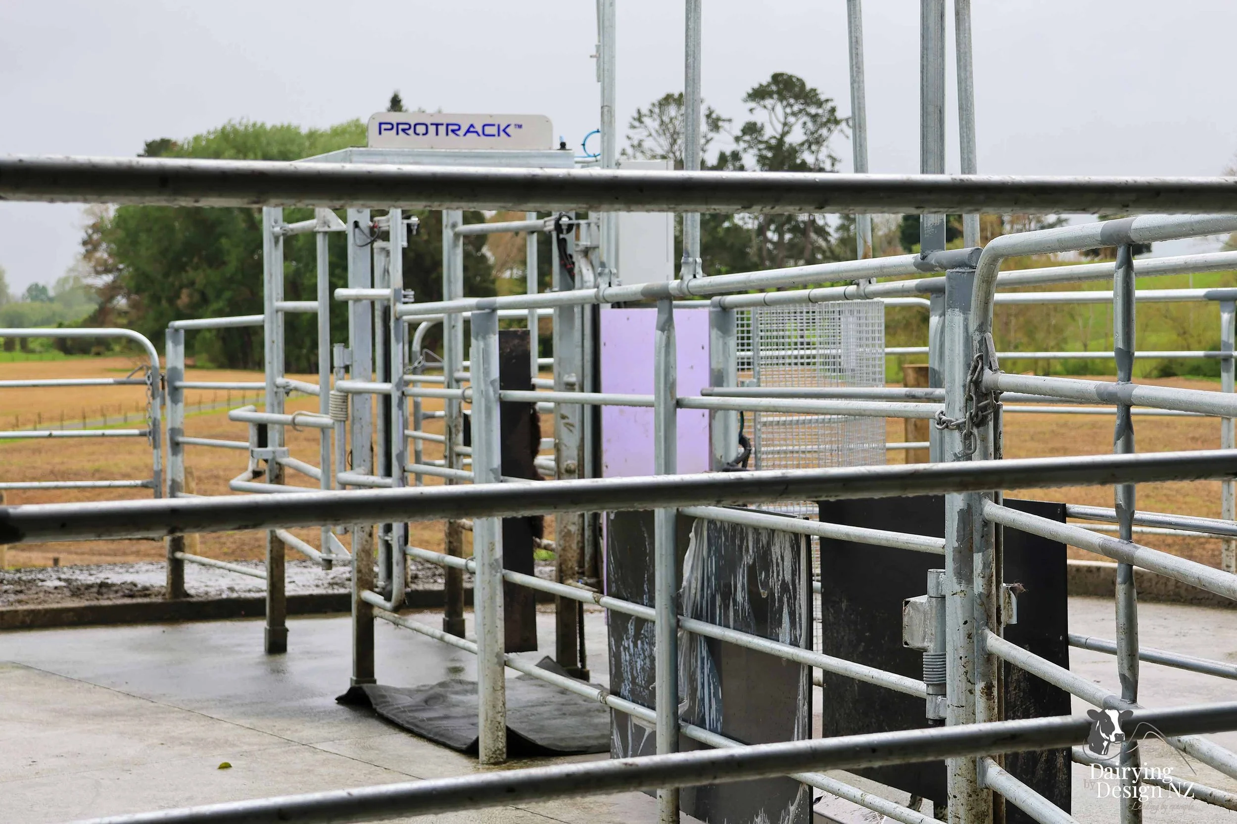  Waikato herringbone dairy shed development designed for efficient milking and cow flow built by WD Davenport Ltd, yard work by Rural Engineering, Milking plant install by Morley Engineering, Electrical work by King Electrical, Effluent by Reid &amp;