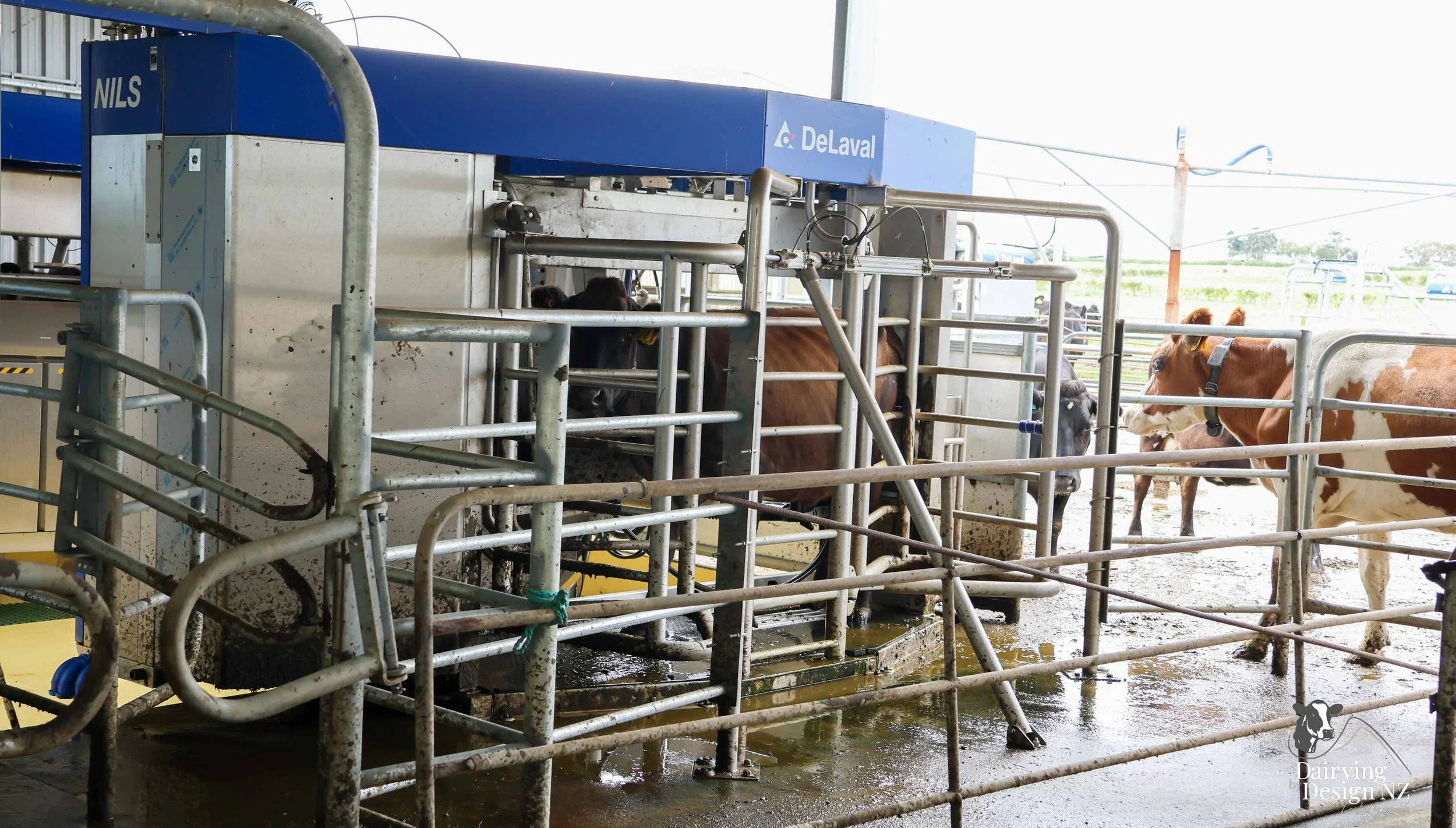  Taranaki robotic rotary dairy shed development designed for efficient milking and cow flow built by Bruce Clifton Builder, Earthworks by Hilltop Contracting, Robotics by Automation Services, project for Peter Arnold. 