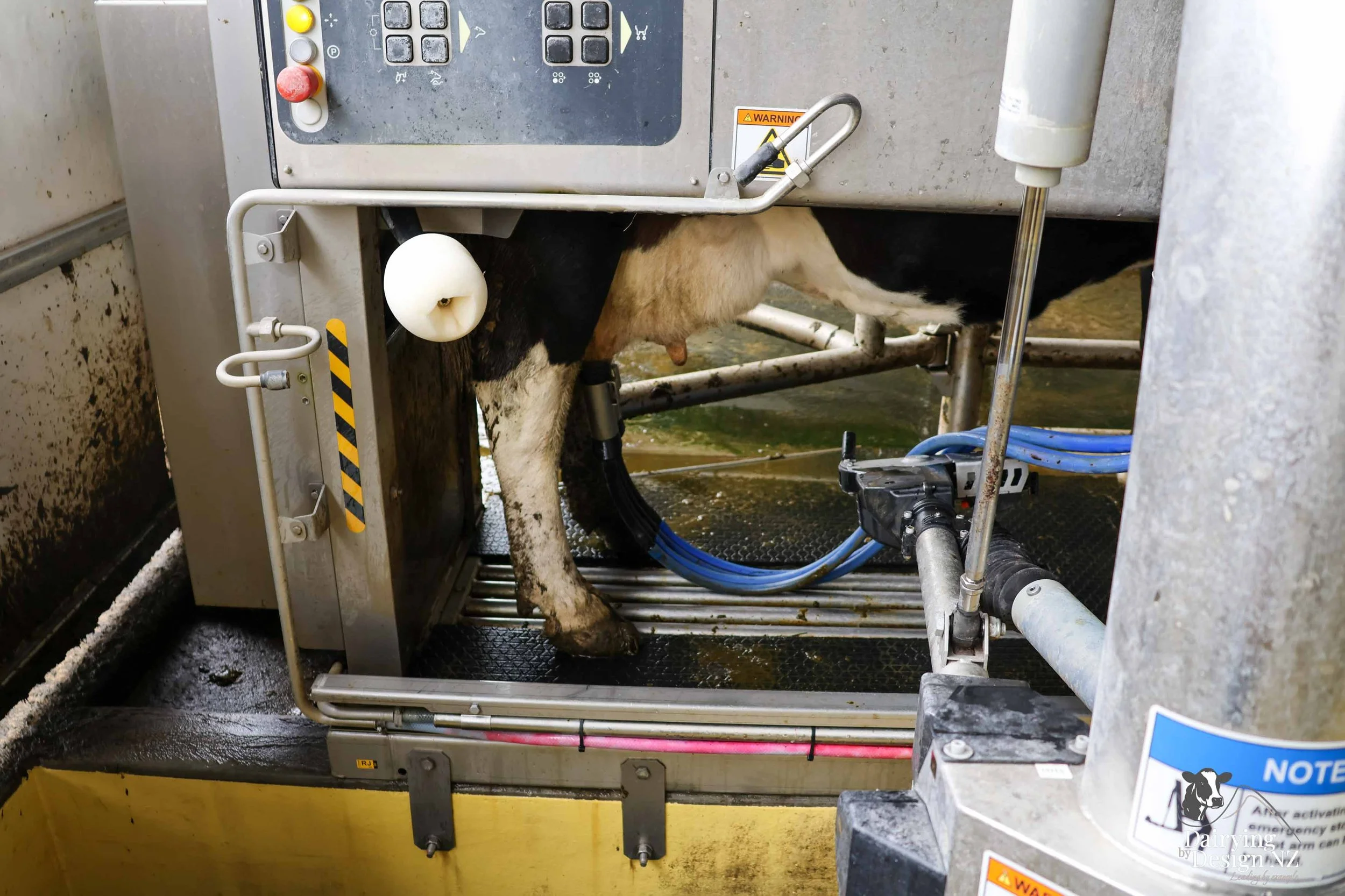  Taranaki robotic rotary dairy shed development designed for efficient milking and cow flow built by Bruce Clifton Builder, Earthworks by Hilltop Contracting, Robotics by Automation Services, project for Peter Arnold. 