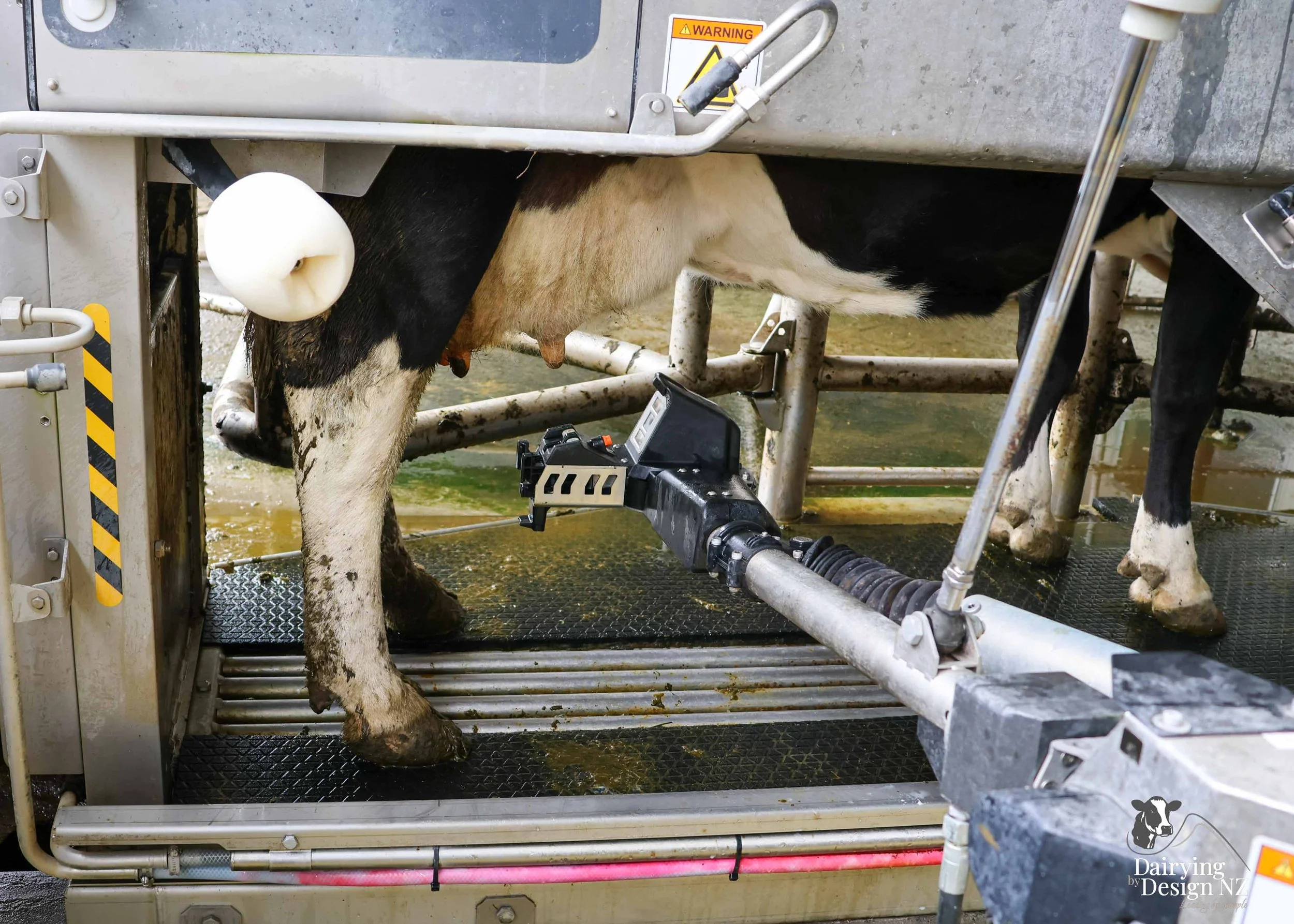  Taranaki robotic rotary dairy shed development designed for efficient milking and cow flow built by Bruce Clifton Builder, Earthworks by Hilltop Contracting, Robotics by Automation Services, project for Peter Arnold. 