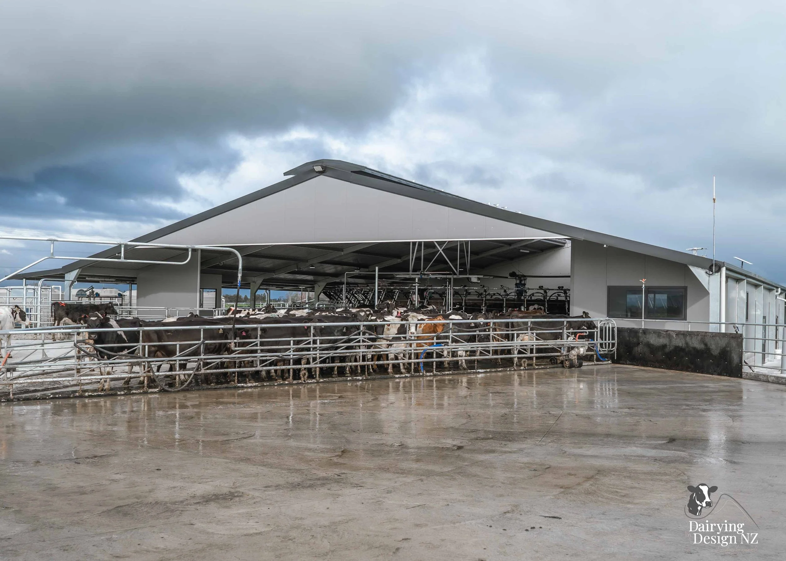  Waikato rotary dairy shed development designed for efficient milking and cow flow built by Don Chapman Waikato Ltd, featuring a Moa Rotary Platform, yard work by Leask Engineering, Earthworks by Waihou Excavation, Electrical work by Electronz, Efflu