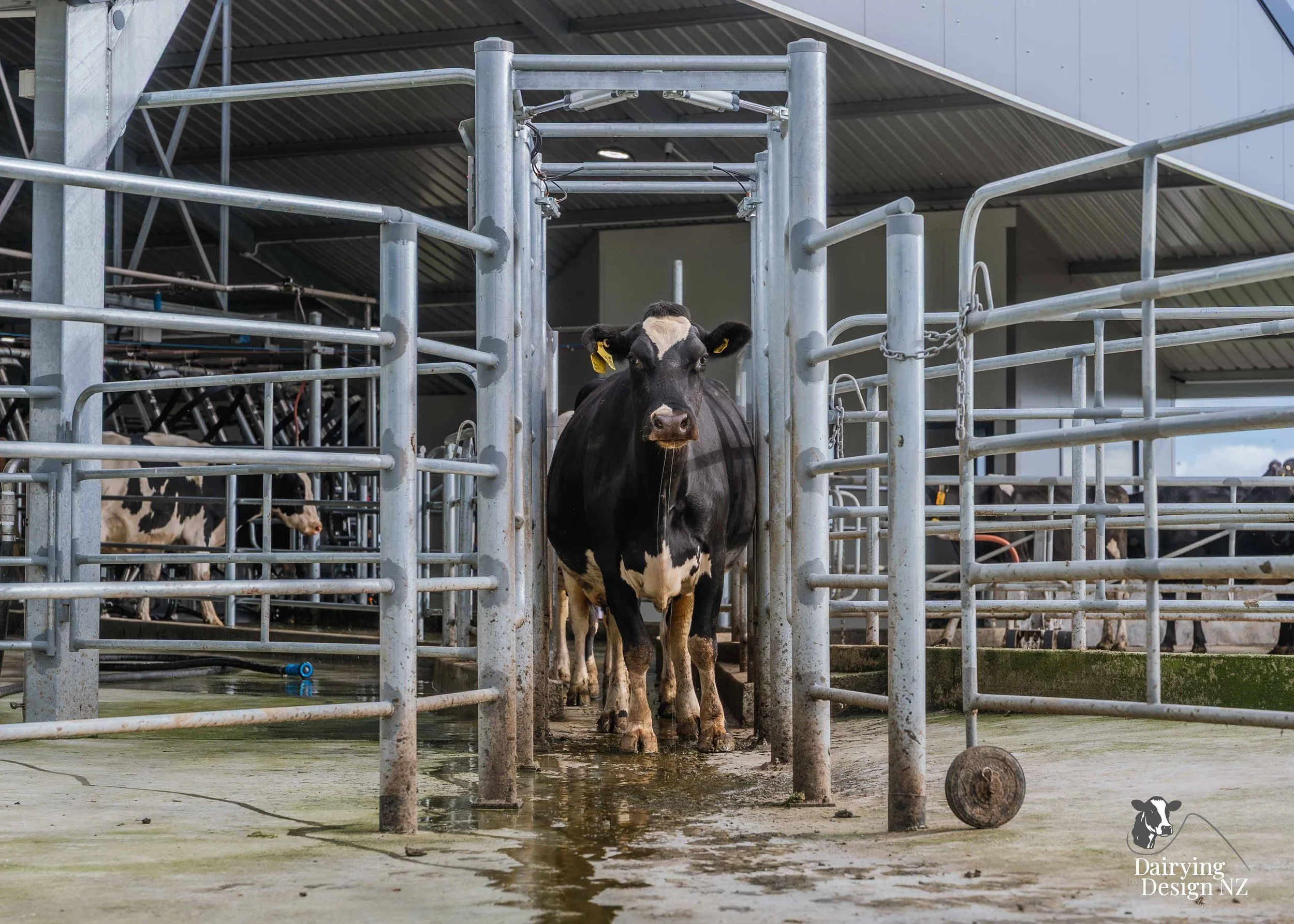  Waikato rotary dairy shed development designed for efficient milking and cow flow built by Don Chapman Waikato Ltd, featuring a Moa Rotary Platform, yard work by Leask Engineering, Earthworks by Waihou Excavation, Electrical work by Electronz, Efflu