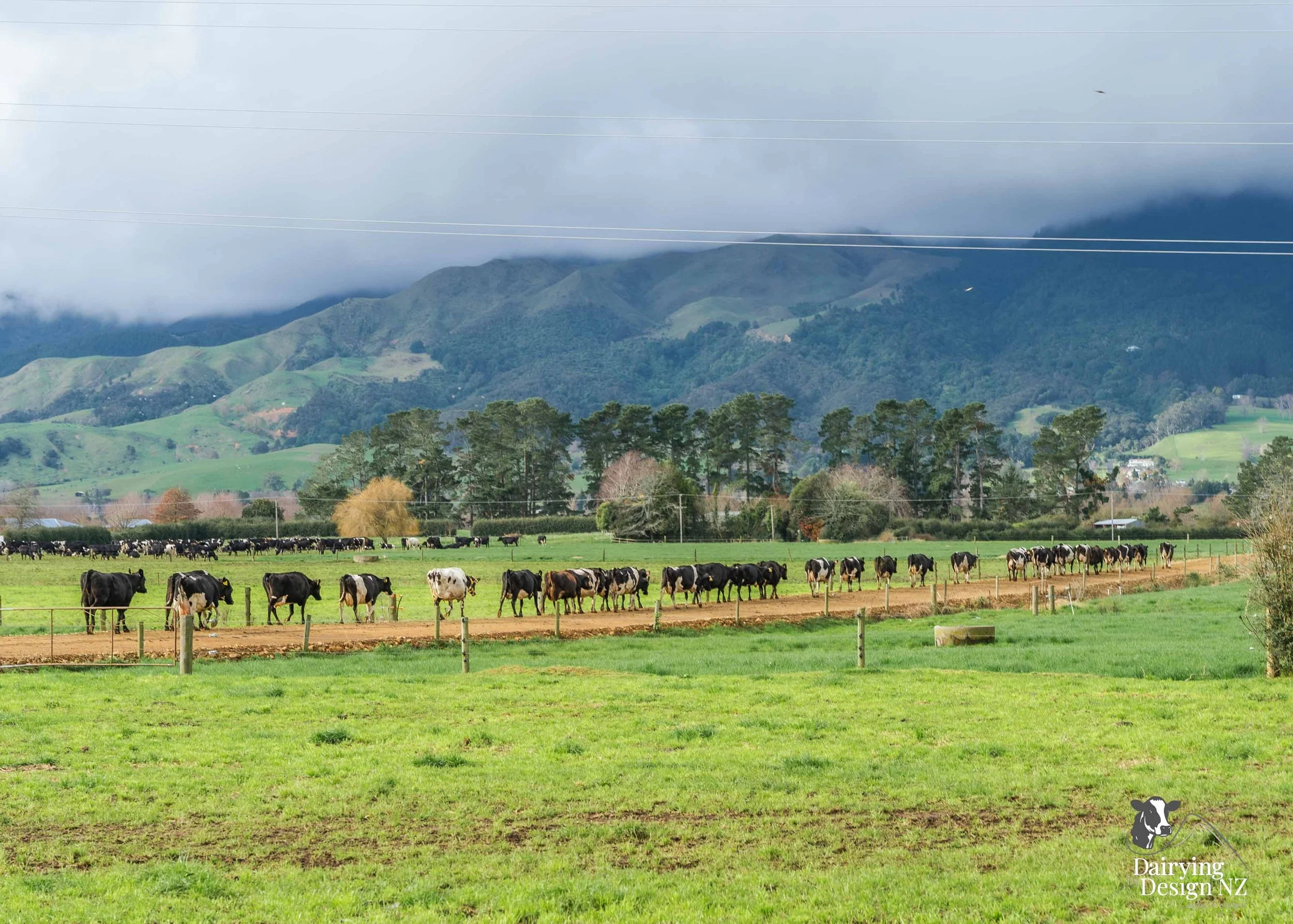  Waikato rotary dairy shed development designed for efficient milking and cow flow built by Don Chapman Waikato Ltd, featuring a Moa Rotary Platform, yard work by Leask Engineering, Earthworks by Waihou Excavation, Electrical work by Electronz, Efflu