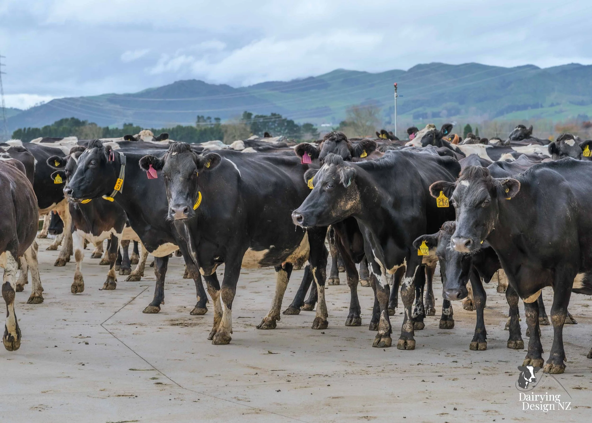  Waikato rotary dairy shed development designed for efficient milking and cow flow built by Don Chapman Waikato Ltd, featuring a Moa Rotary Platform, yard work by Leask Engineering, Earthworks by Waihou Excavation, Electrical work by Electronz, Efflu