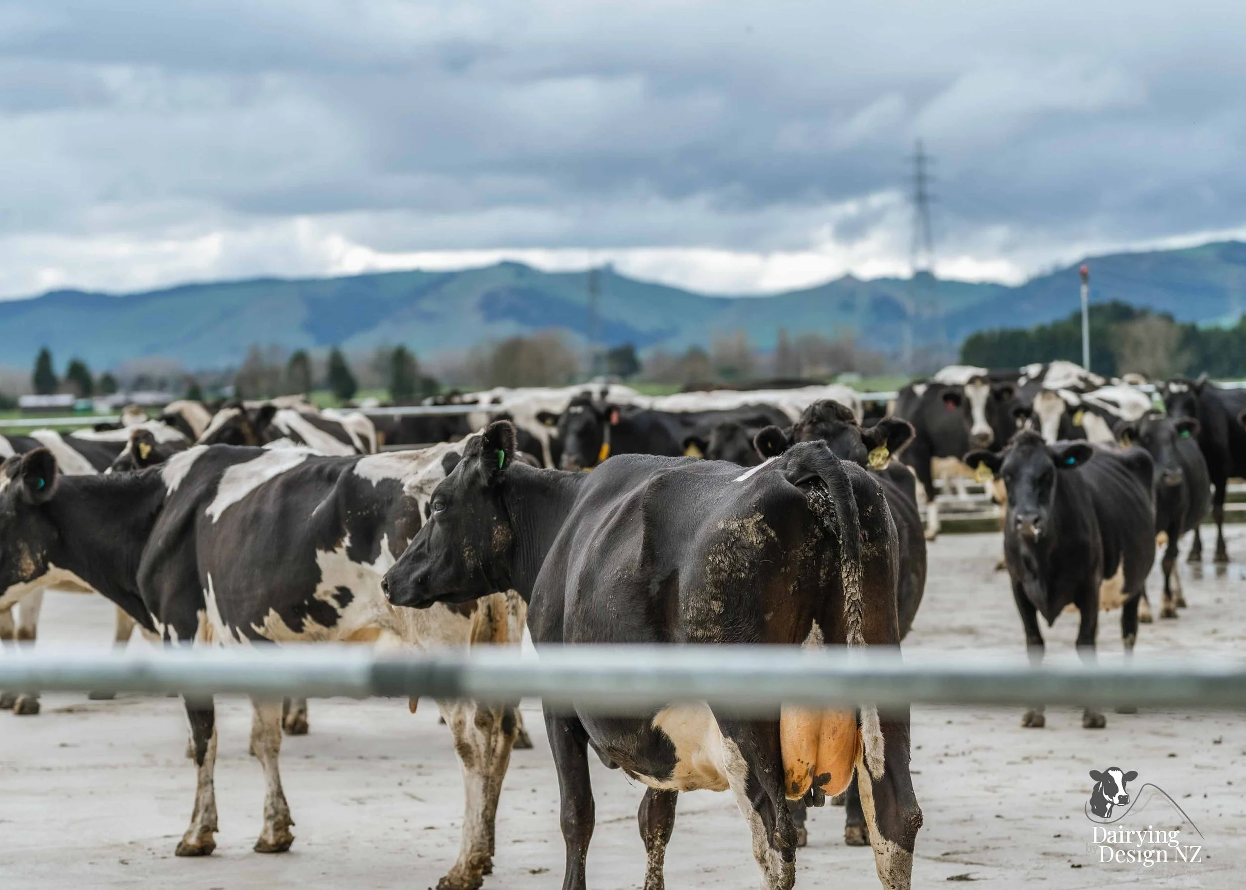  Waikato rotary dairy shed development designed for efficient milking and cow flow built by Don Chapman Waikato Ltd, featuring a Moa Rotary Platform, yard work by Leask Engineering, Earthworks by Waihou Excavation, Electrical work by Electronz, Efflu