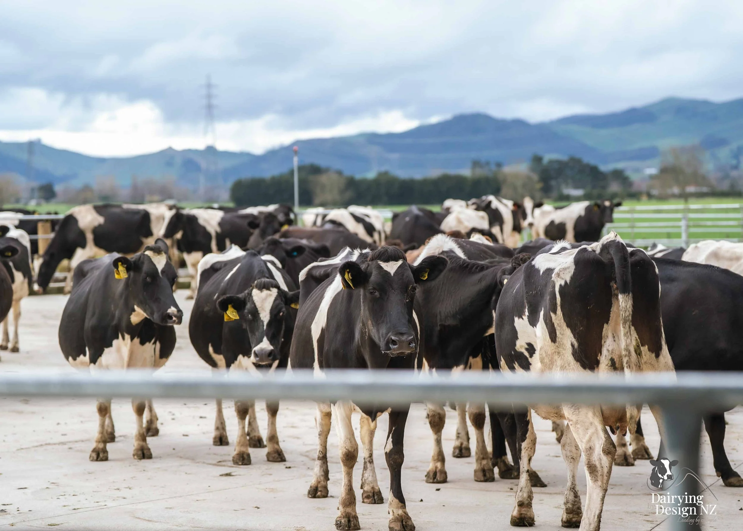  Waikato rotary dairy shed development designed for efficient milking and cow flow built by Don Chapman Waikato Ltd, featuring a Moa Rotary Platform, yard work by Leask Engineering, Earthworks by Waihou Excavation, Electrical work by Electronz, Efflu