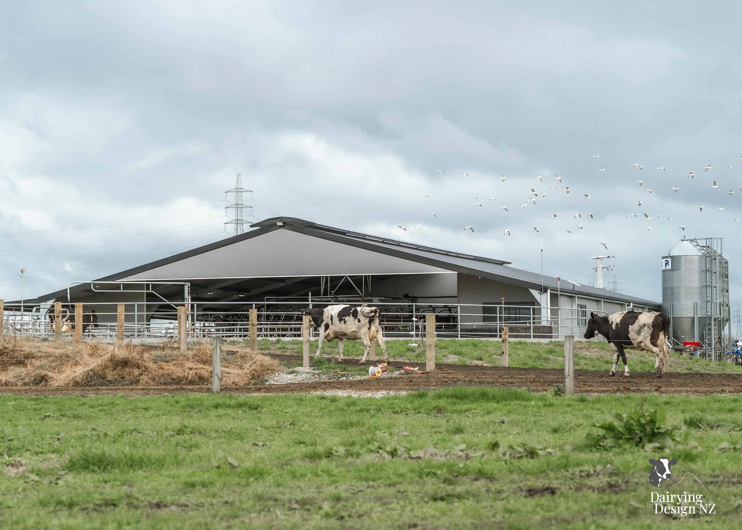  Waikato rotary dairy shed development designed for efficient milking and cow flow built by Don Chapman Waikato Ltd, featuring a Moa Rotary Platform, yard work by Leask Engineering, Earthworks by Waihou Excavation, Electrical work by Electronz, Efflu