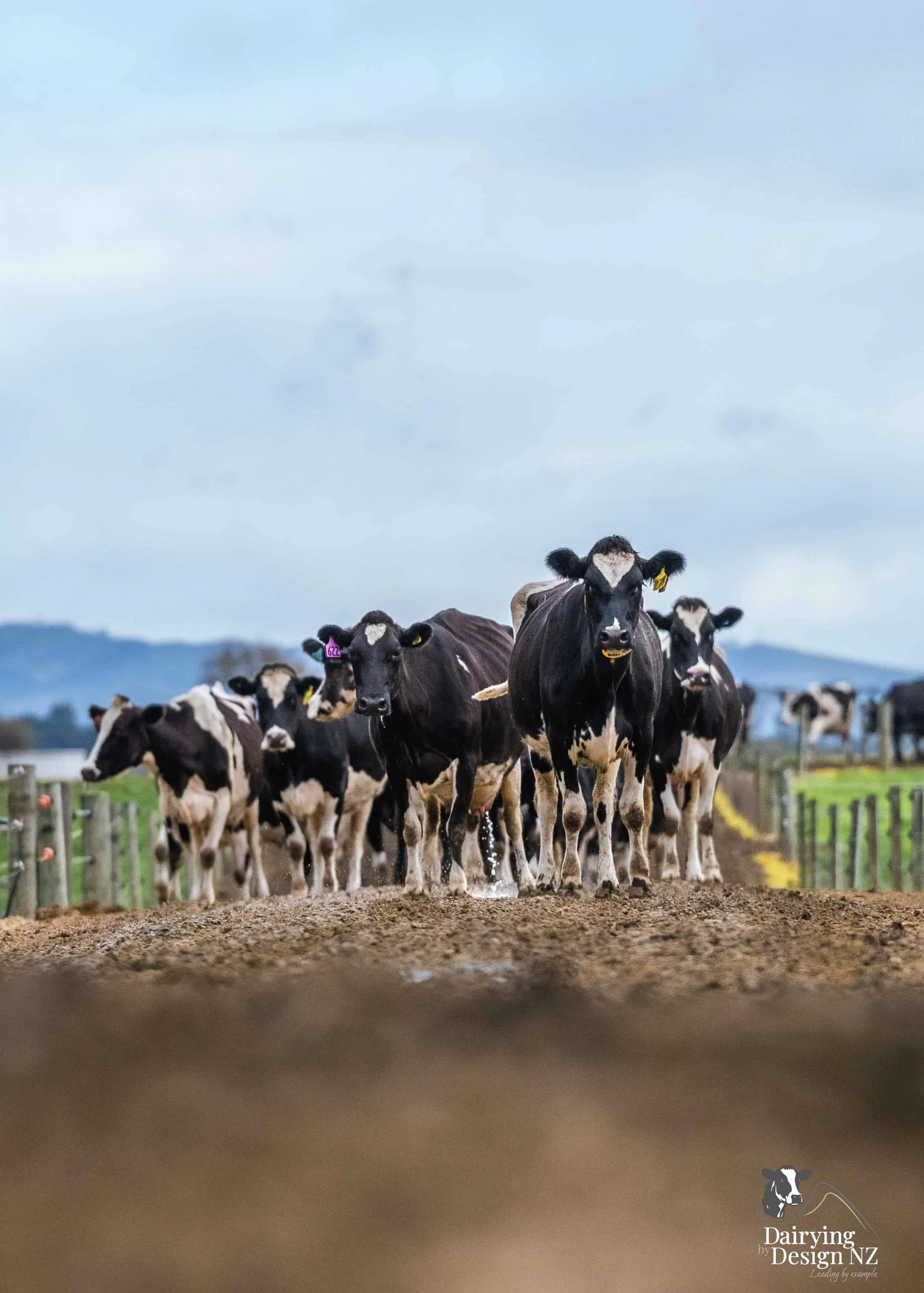  Waikato rotary dairy shed development designed for efficient milking and cow flow built by Don Chapman Waikato Ltd, featuring a Moa Rotary Platform, yard work by Leask Engineering, Earthworks by Waihou Excavation, Electrical work by Electronz, Efflu